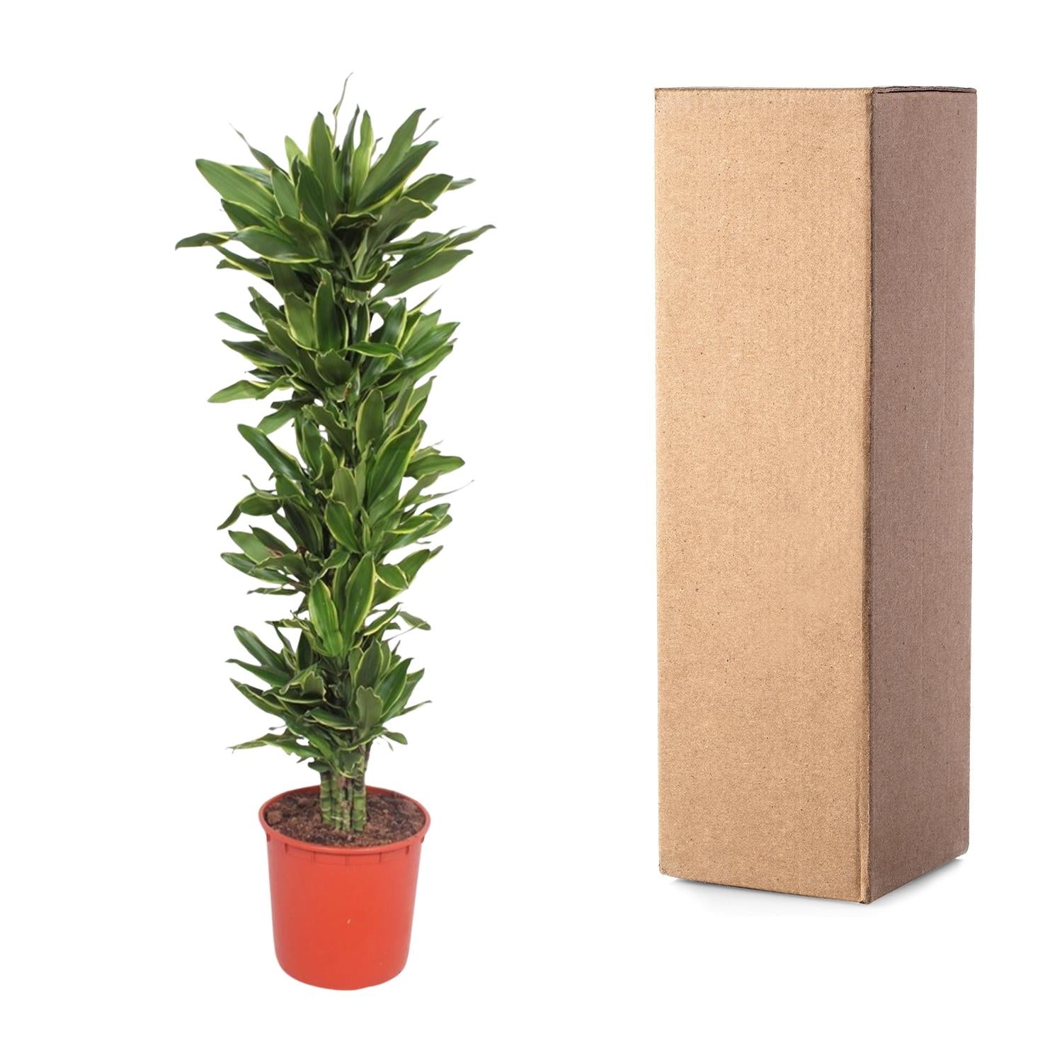 Dracaena Golden Coast Ø 34 H 200 cm 3