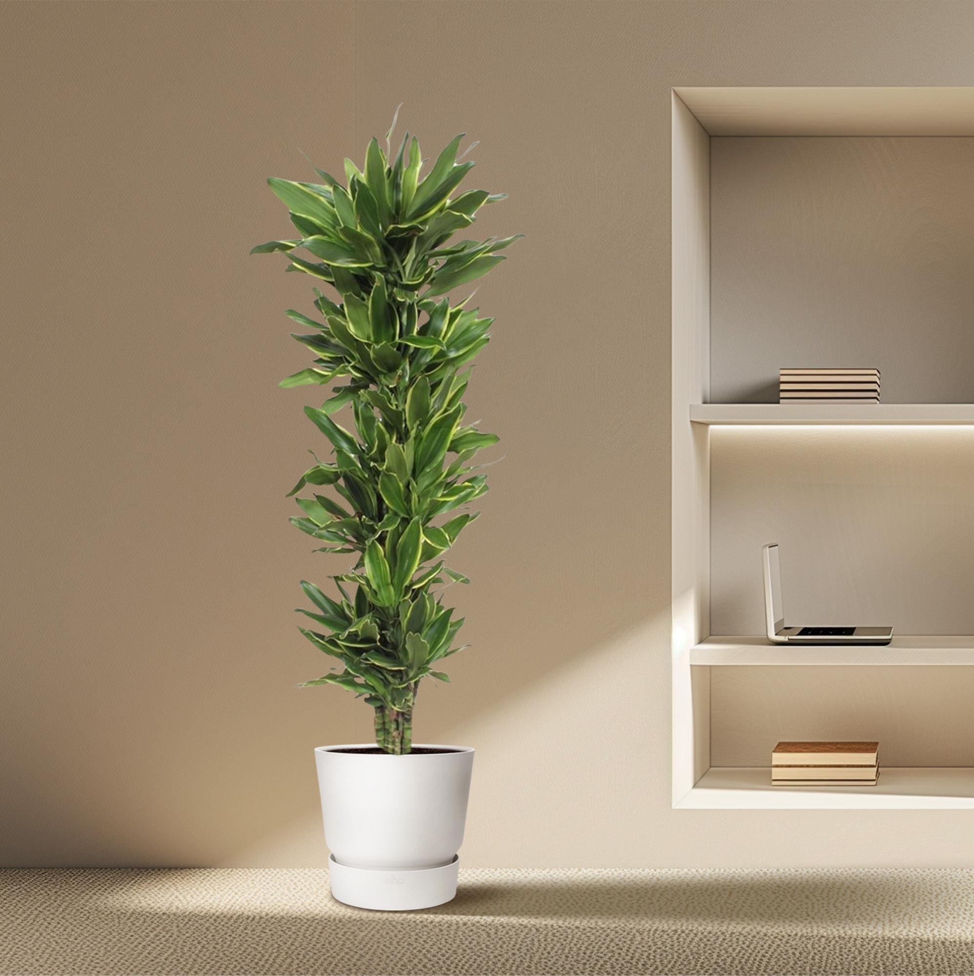 Dracaena Golden Coast Ø 34 H 200 cm 4
