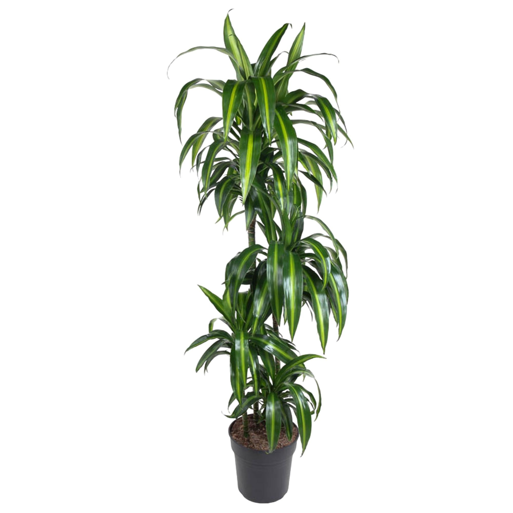 Dracaena Hawaiiana Ø 24 H 180 cm