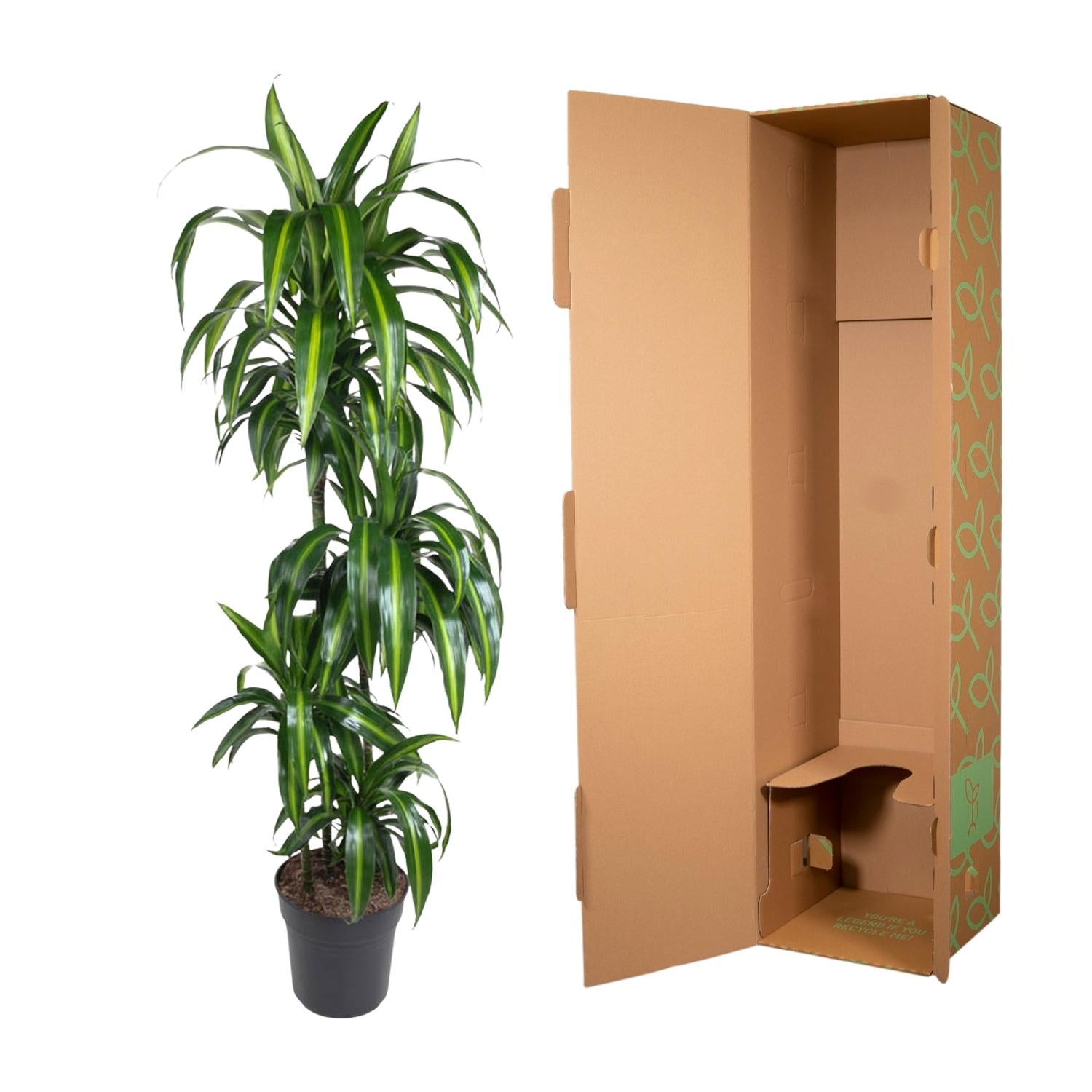 Dracaena Hawaiiana Ø 24 H 180 cm 3