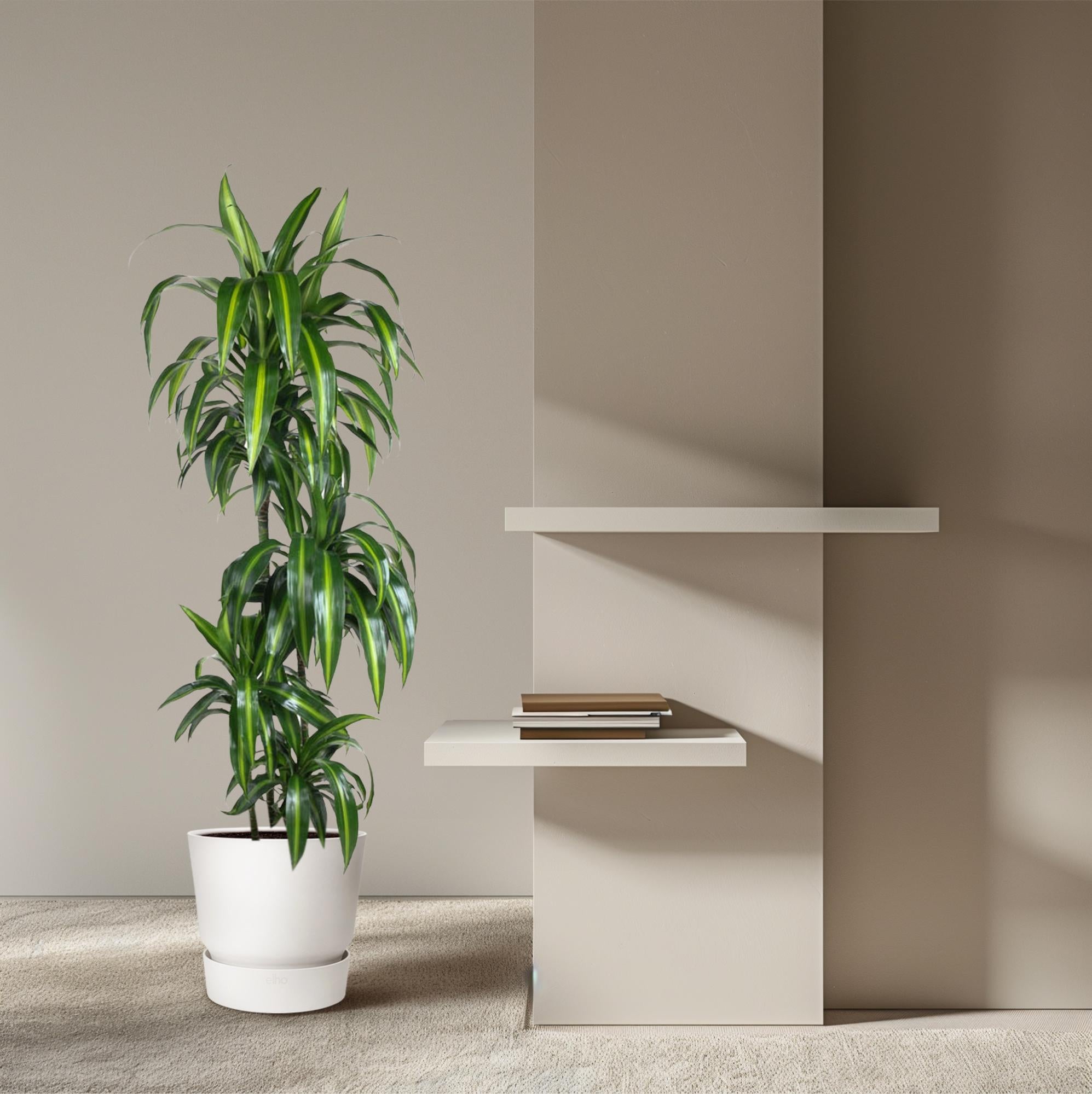 Dracaena Hawaiiana Ø 24 H 180 cm 4