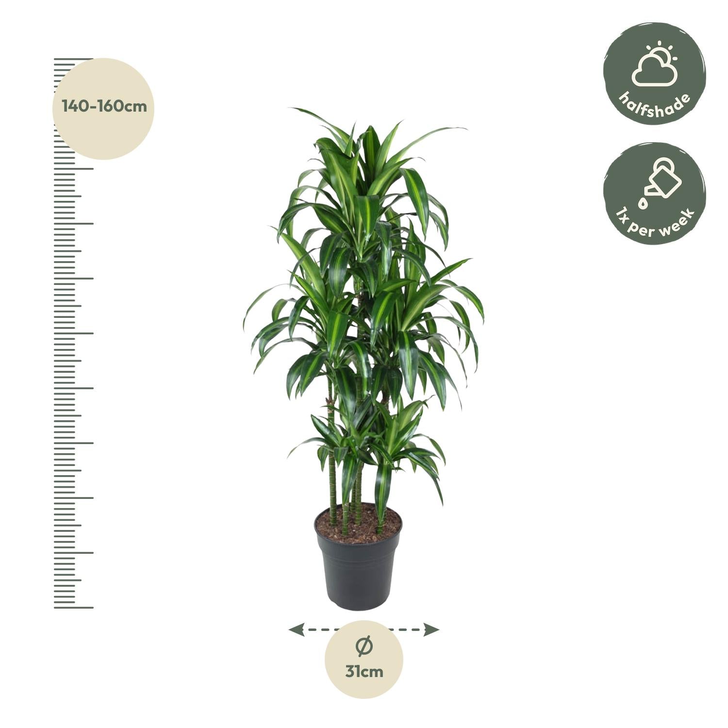 Dracaena Hawaiiana Carrousel Ø 31 H 150 cm 2