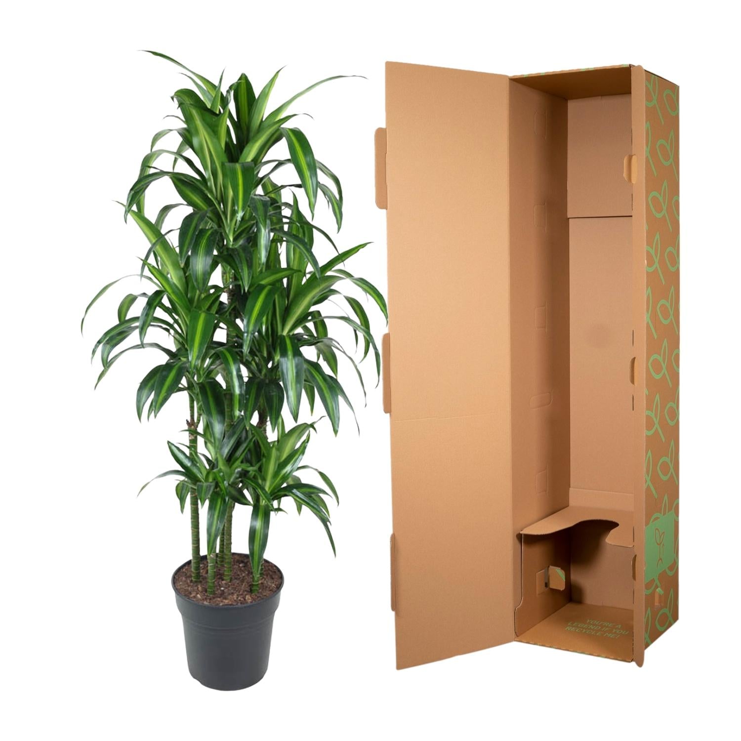 Dracaena Hawaiiana Carrousel Ø 31 H 150 cm 3