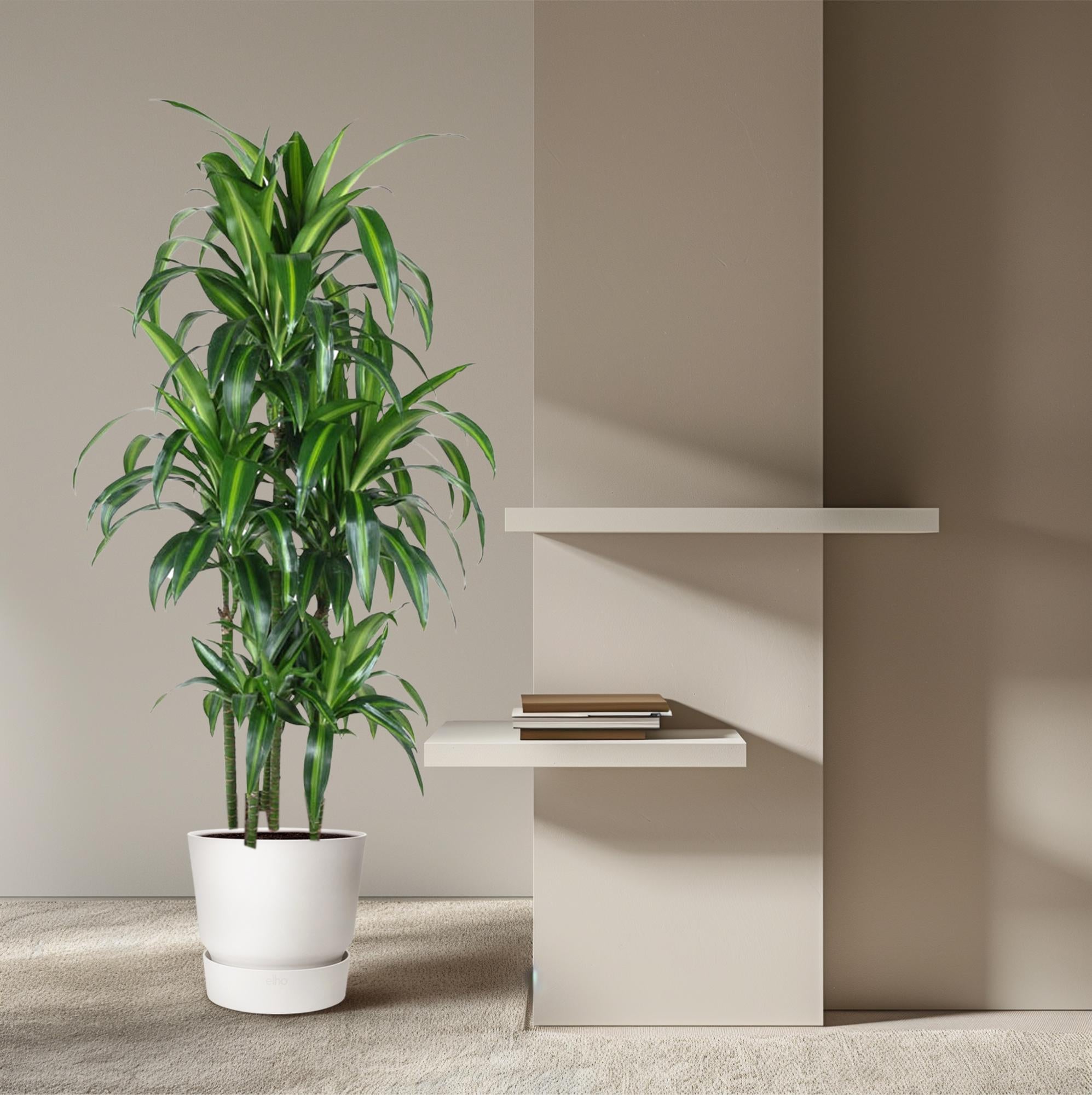 Dracaena Hawaiiana Carrousel Ø 31 H 150 cm 4
