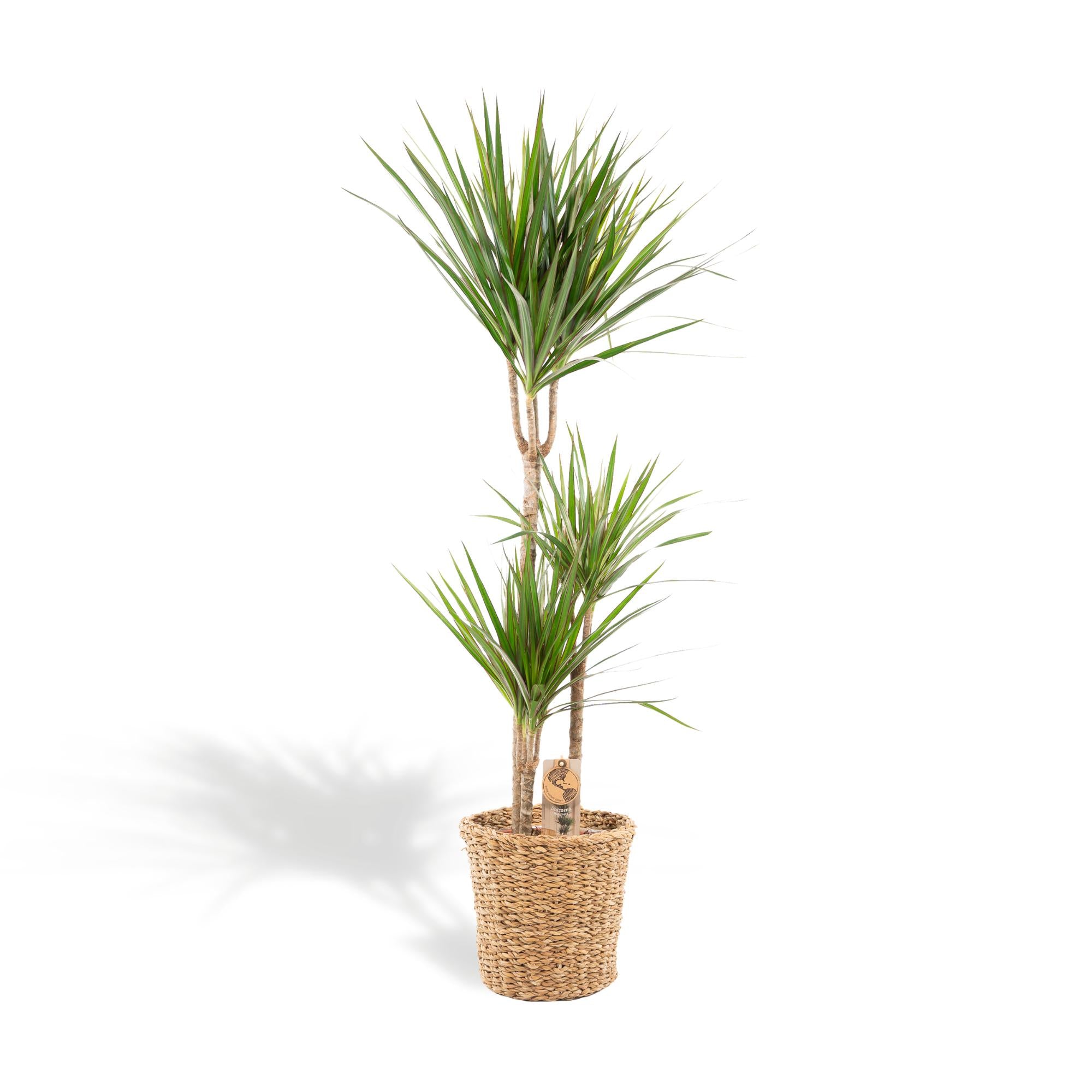 Dracaena Inclusief Mand Ø 21 H 120 cm