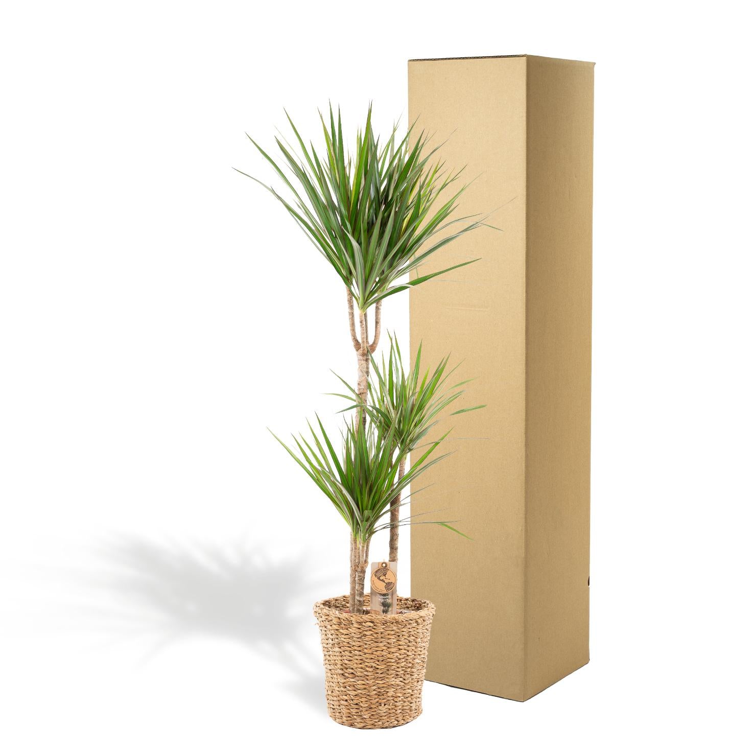 Dracaena Inclusief Mand Ø 21 H 120 cm 3
