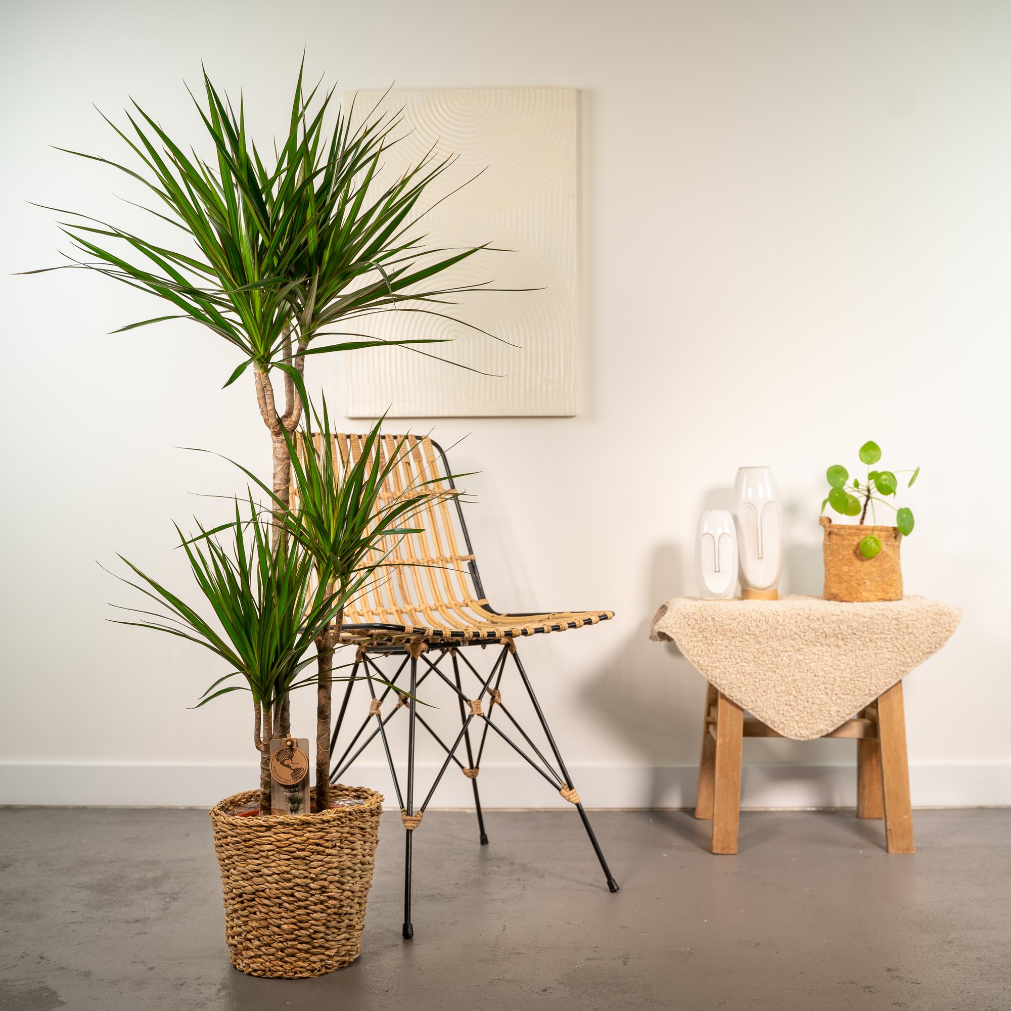Dracaena Inclusief Mand Ø 21 H 120 cm 4