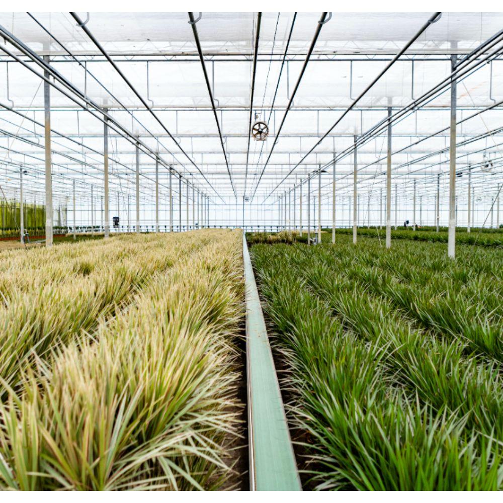 Dracaena Inclusief Mand Ø 21 H 120 cm 7
