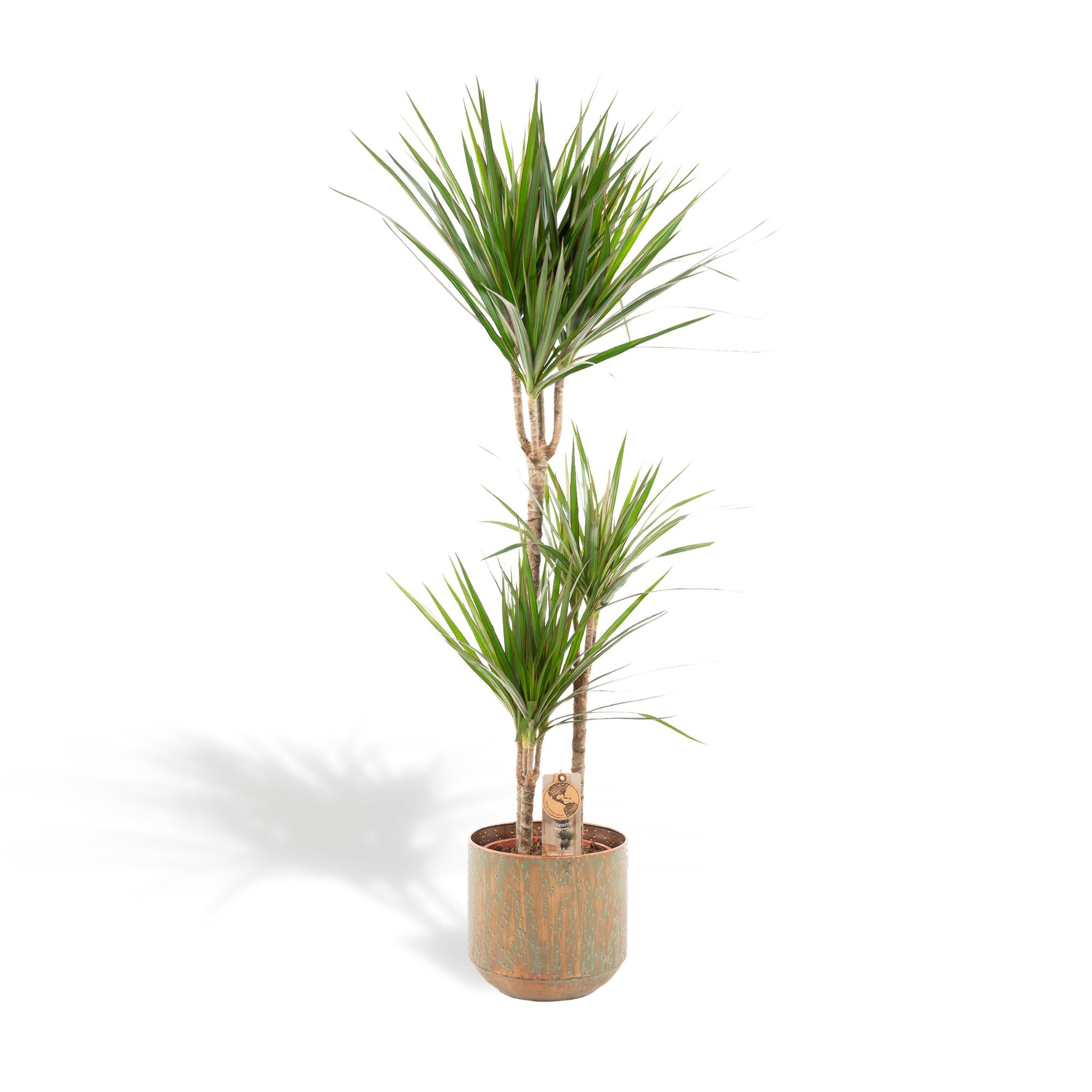 Dracaena Inclusief Pot Ø 21 H 120 cm
