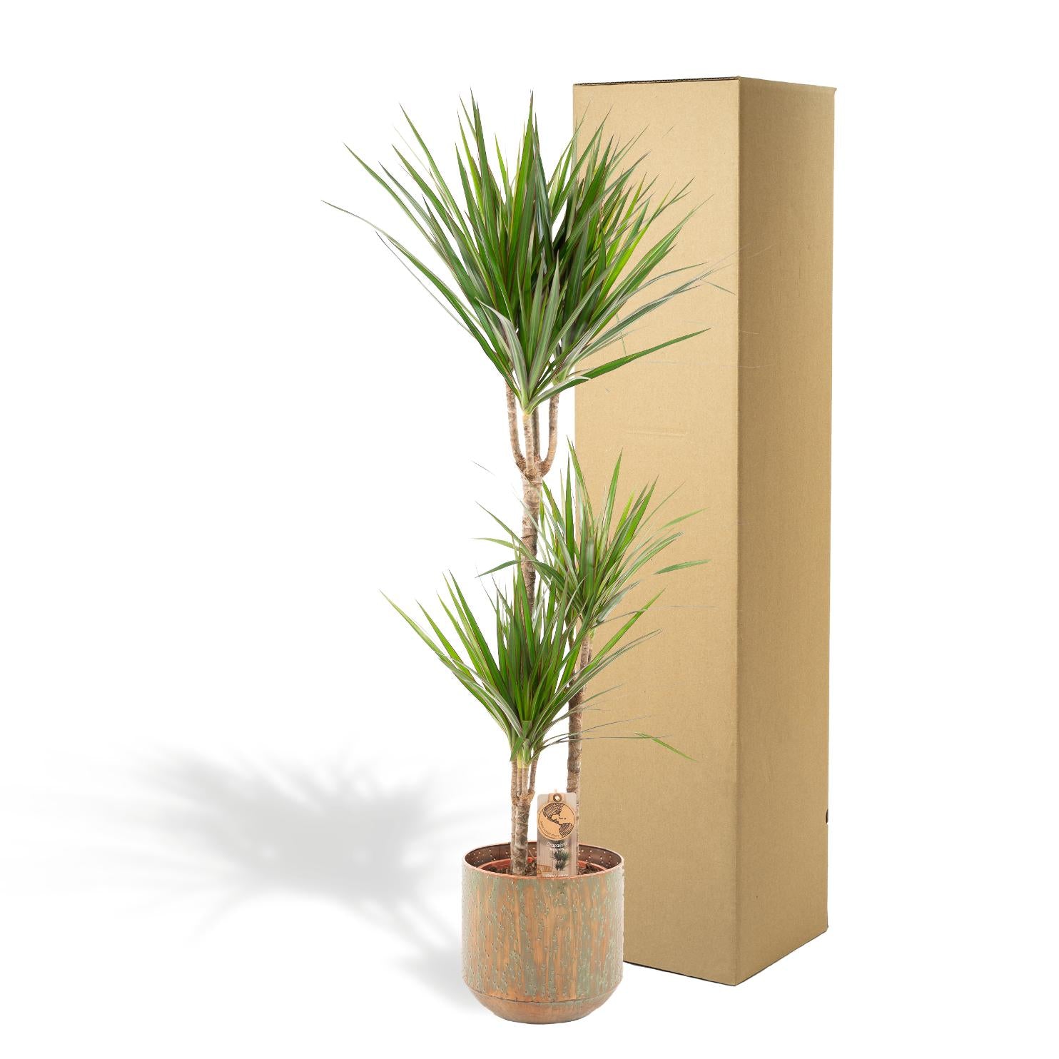 Dracaena Inclusief Pot Ø 21 H 120 cm 3