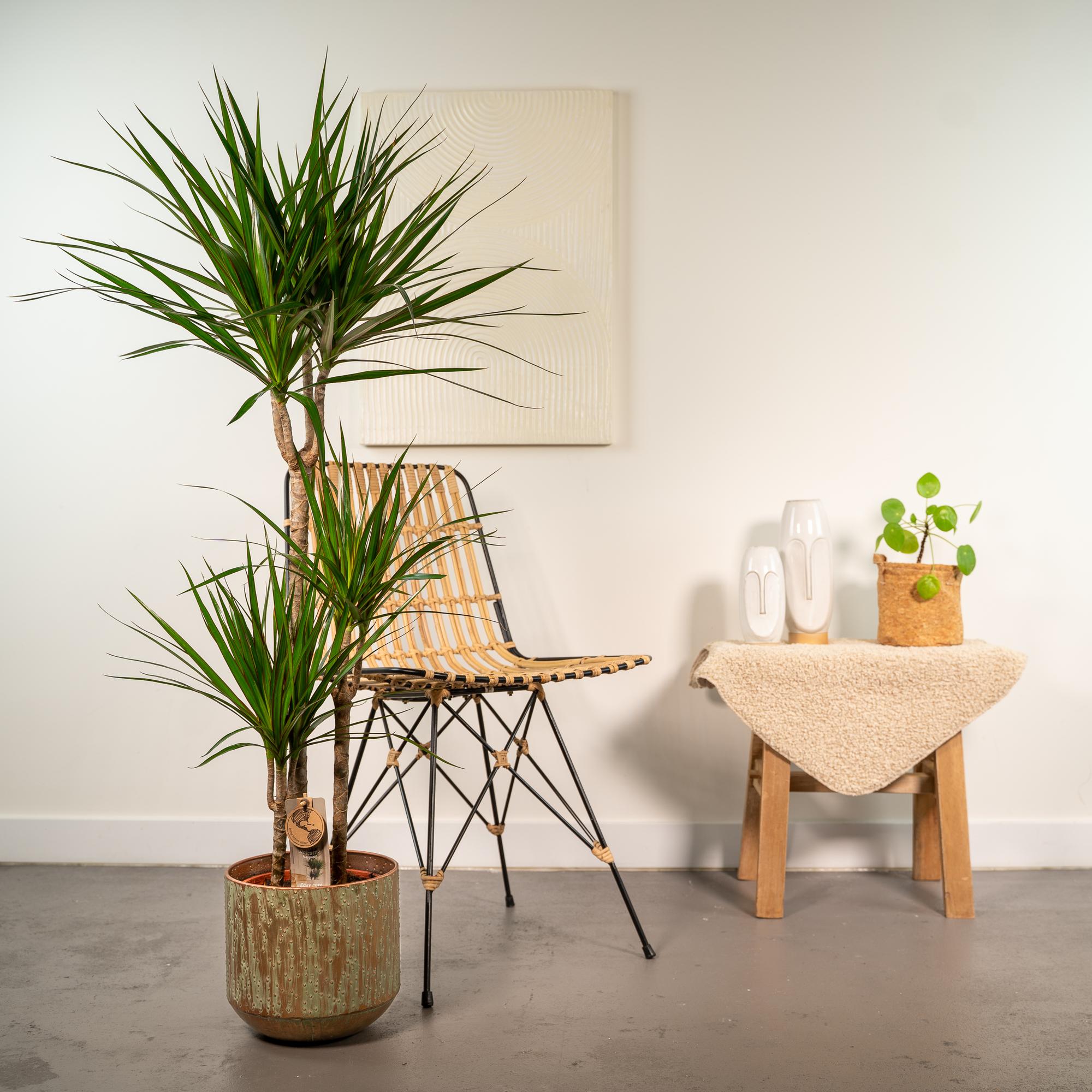Dracaena Inclusief Pot Ø 21 H 120 cm 4