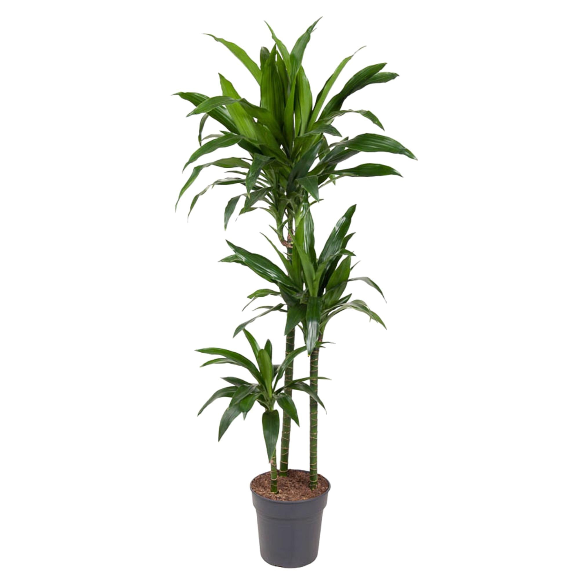 Dracaena Janet Craig Ø 24 H 150 cm