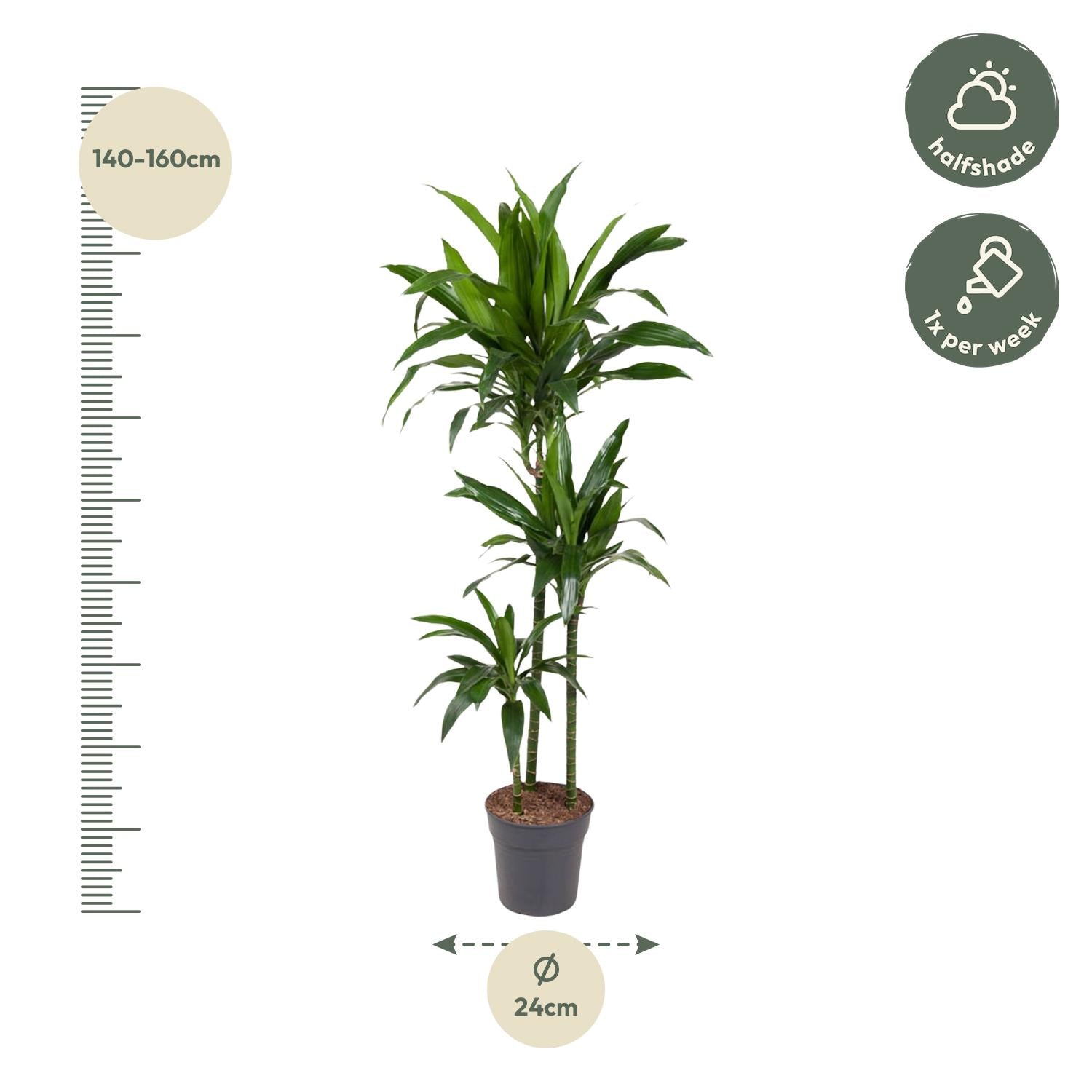 Dracaena Janet Craig Ø 24 H 150 cm 2