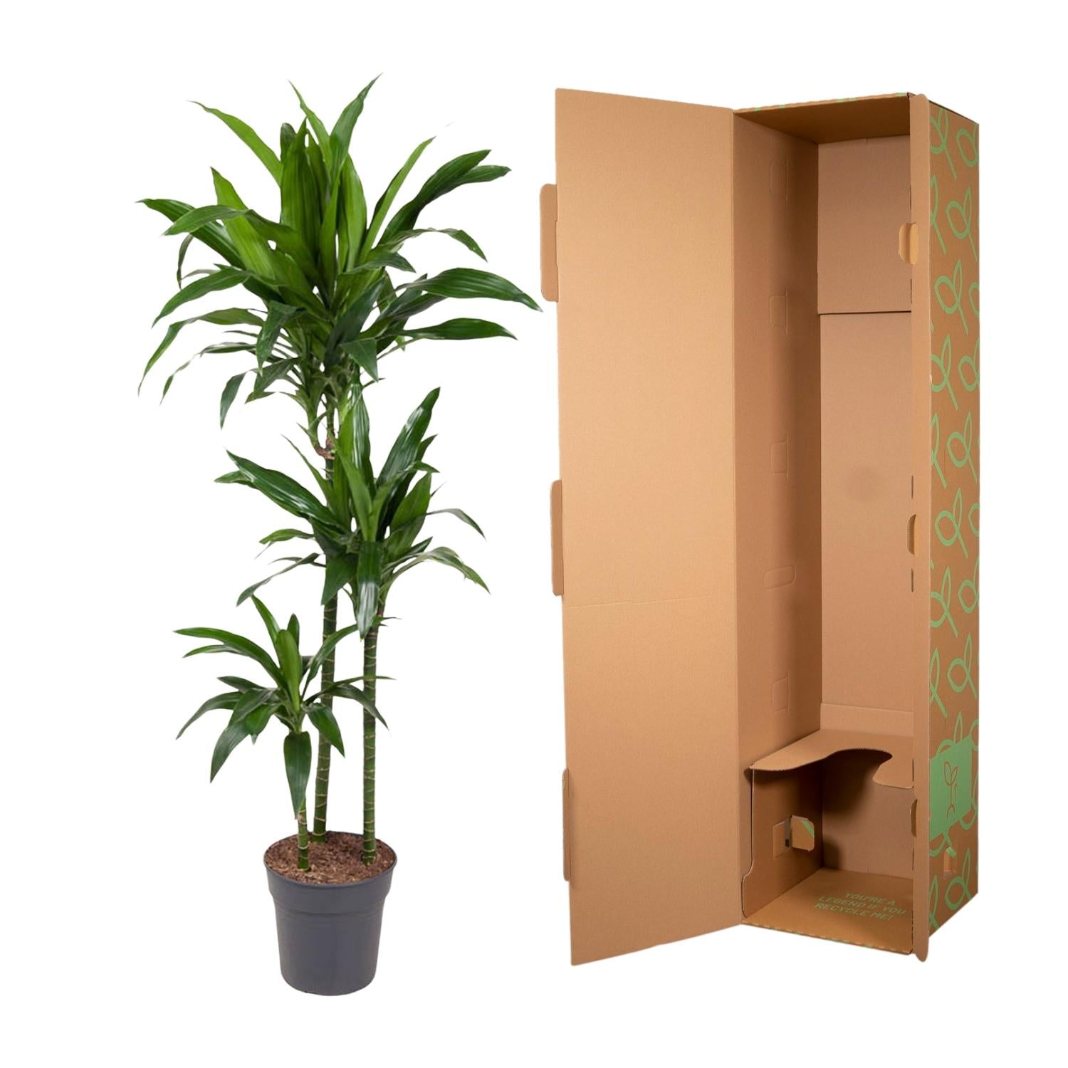 Dracaena Janet Craig Ø 24 H 150 cm 3