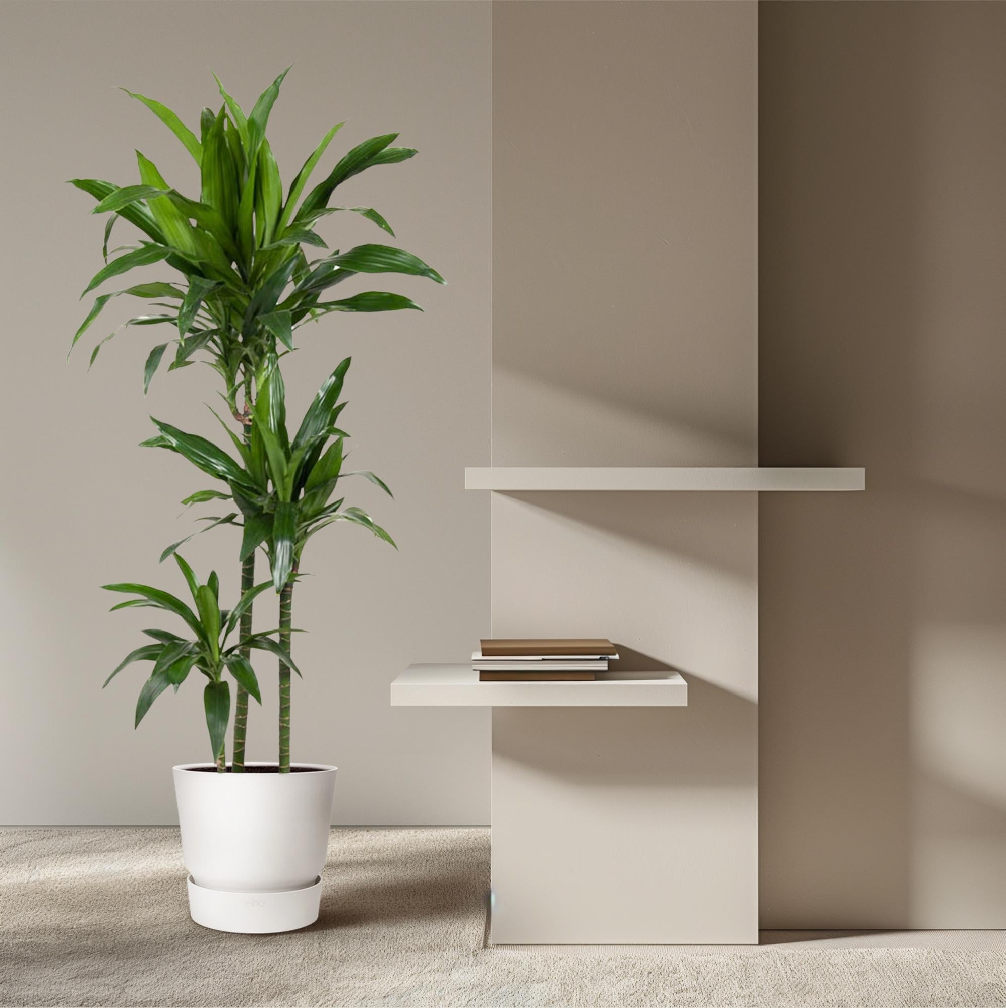 Dracaena Janet Craig Ø 24 H 150 cm 4