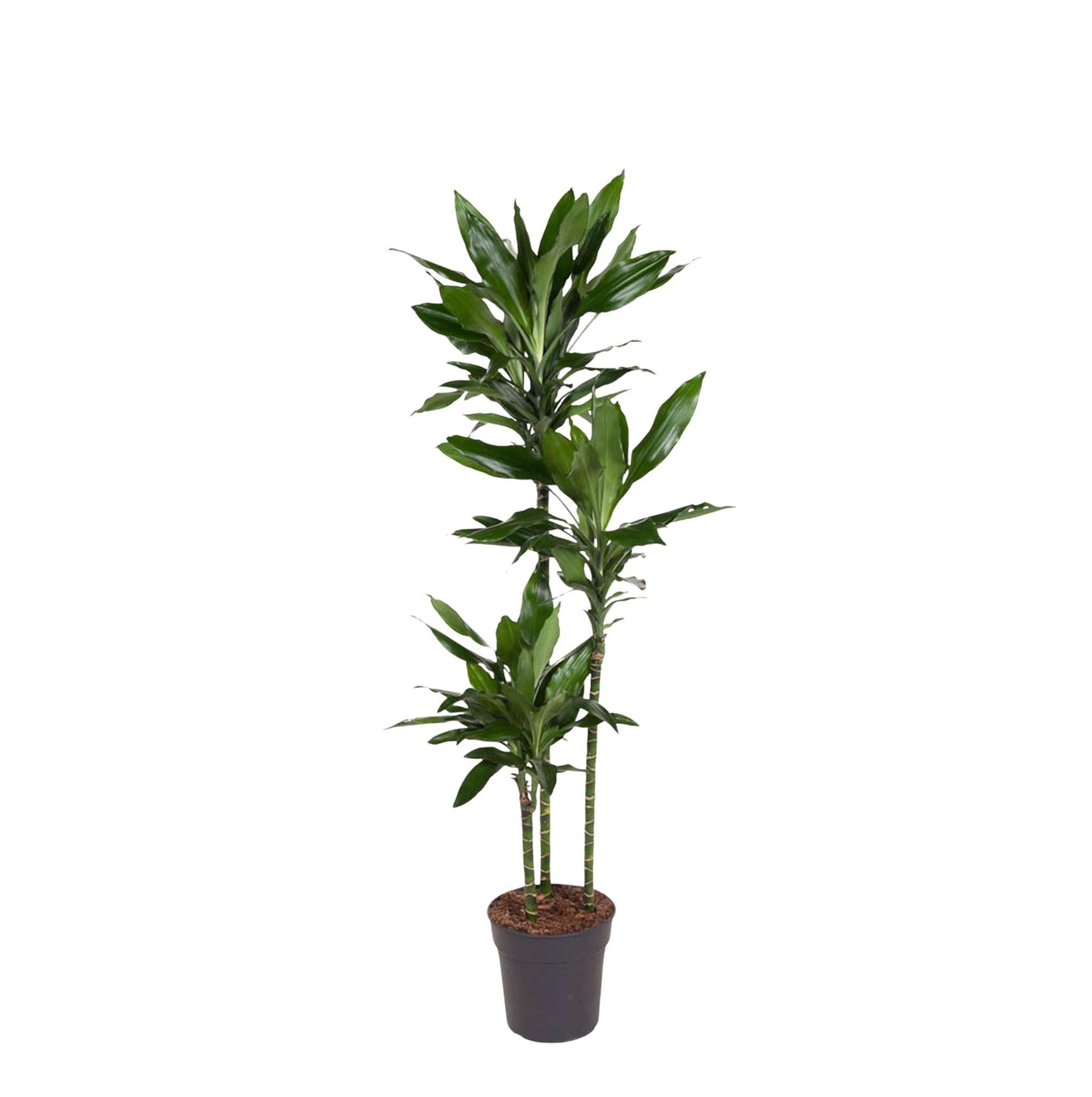 Dracaena Janet Lind Ø 24 H 160 cm