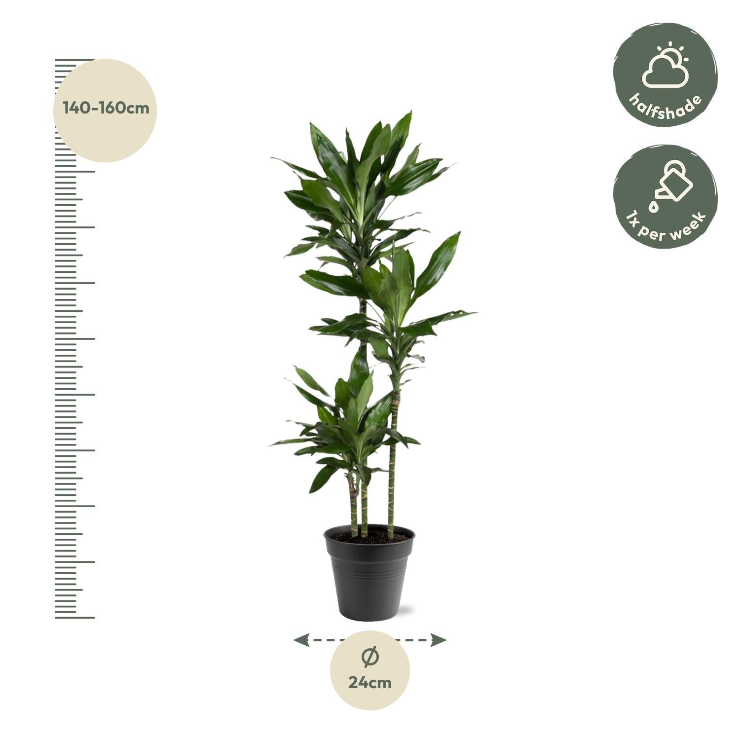 Dracaena Janet Lind Ø 24 H 160 cm 2
