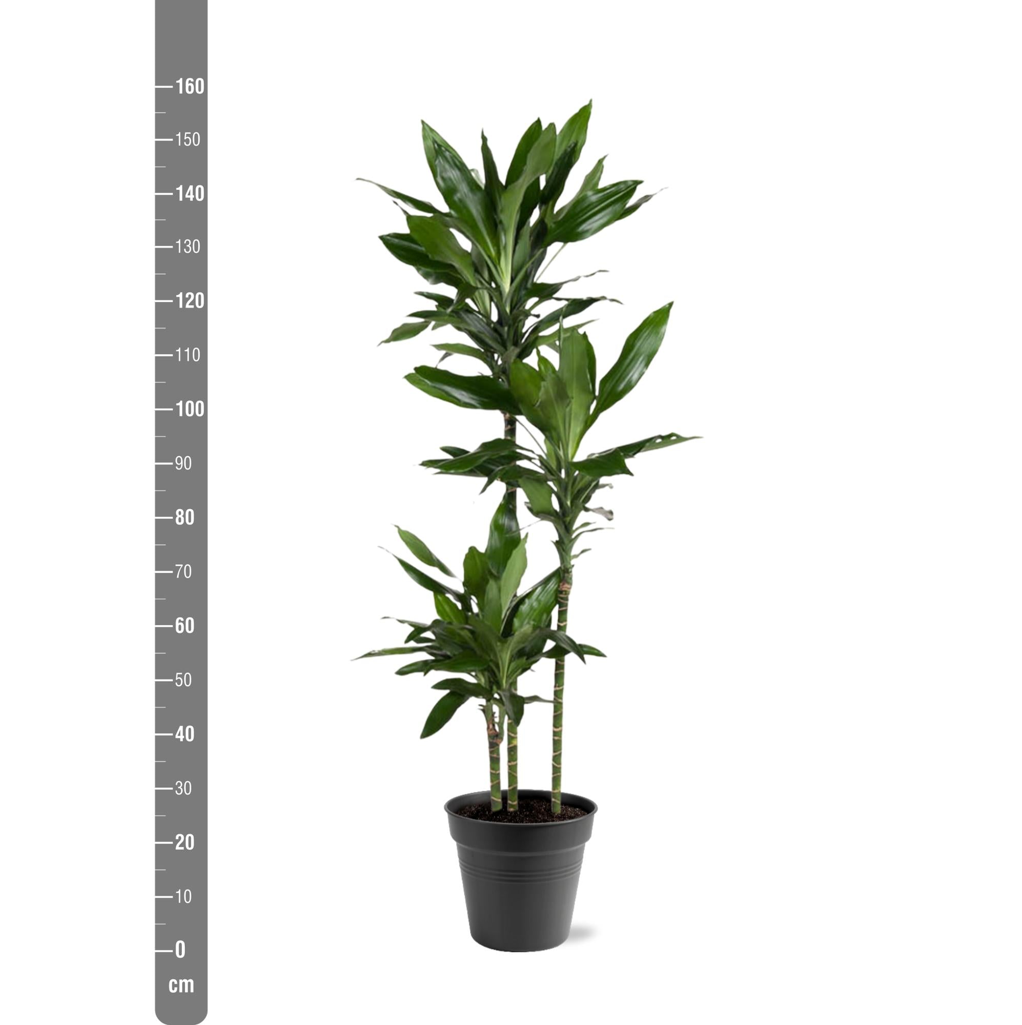 Dracaena Janet Lind Ø 24 H 160 cm 3