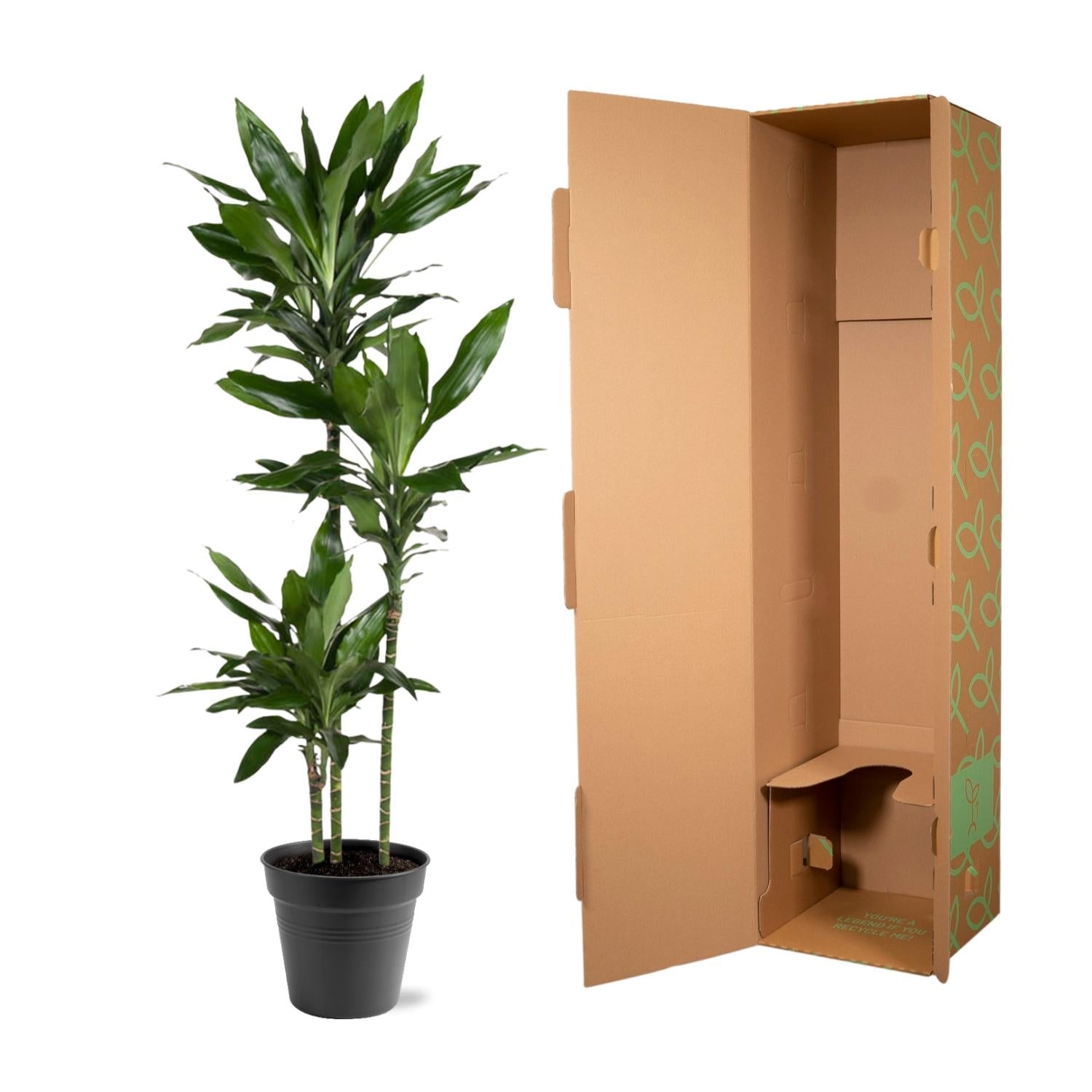 Dracaena Janet Lind Ø 24 H 160 cm 4
