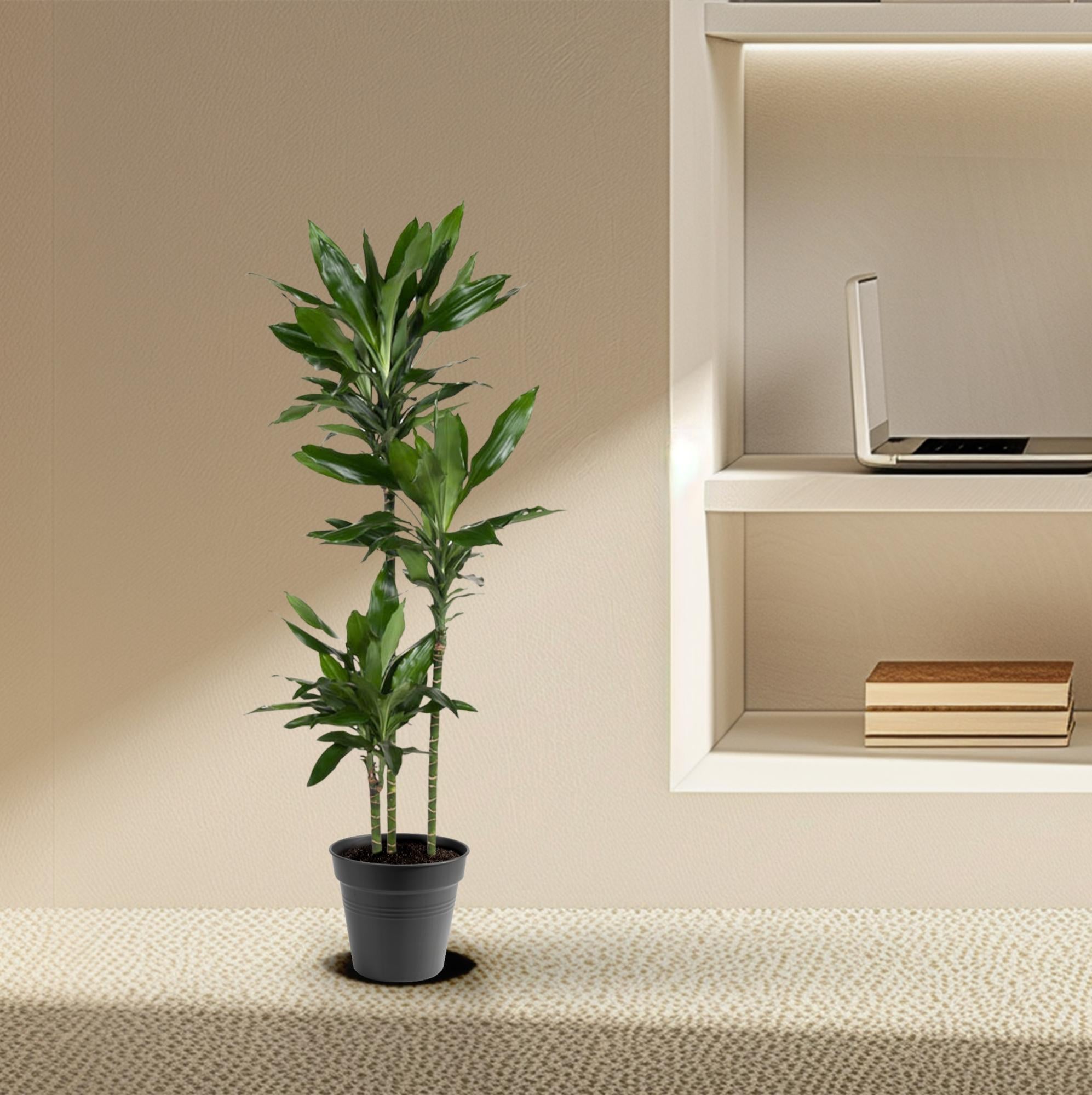 Dracaena Janet Lind Ø 24 H 160 cm 5