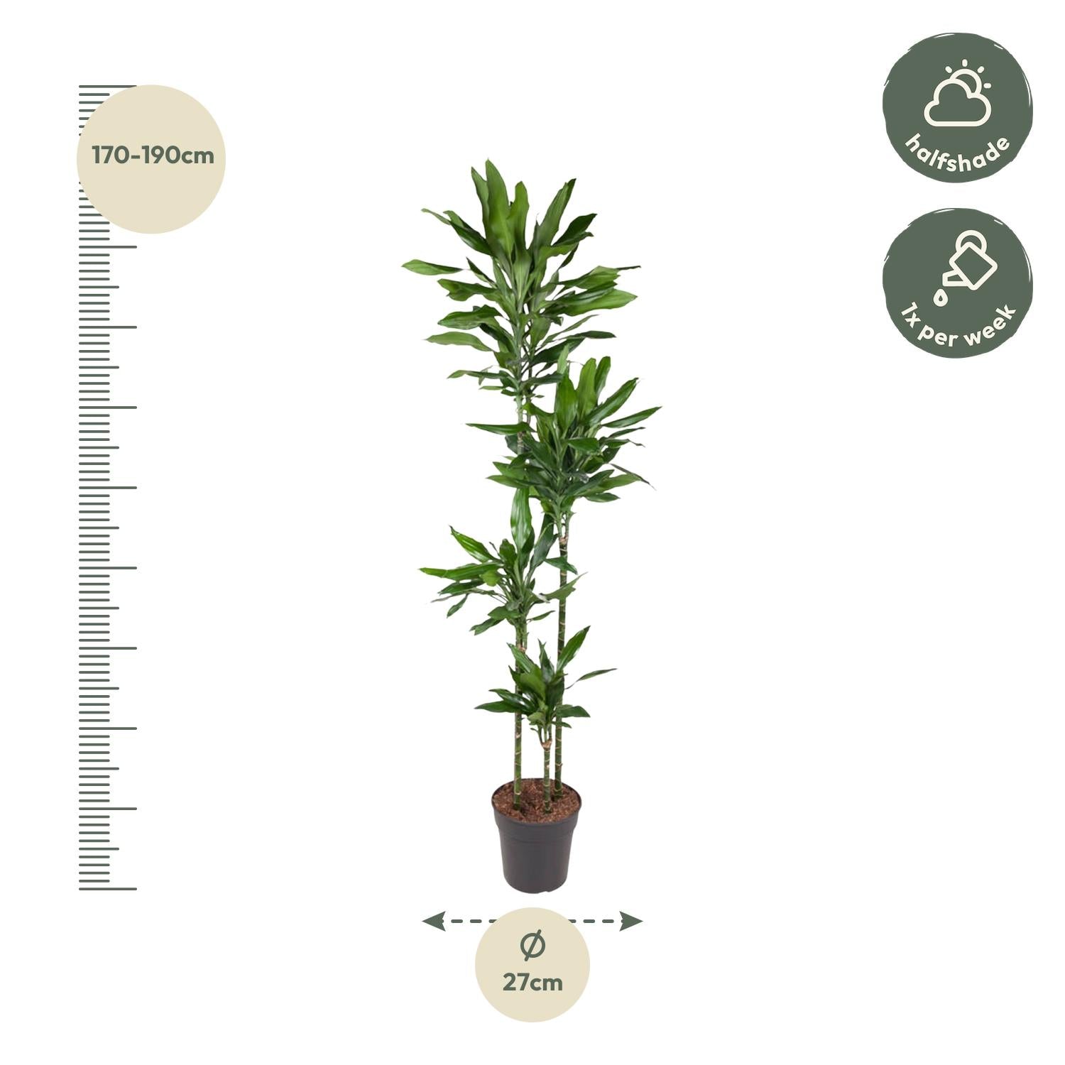 Dracaena Janet Lind Ø 27 H 180 cm 2