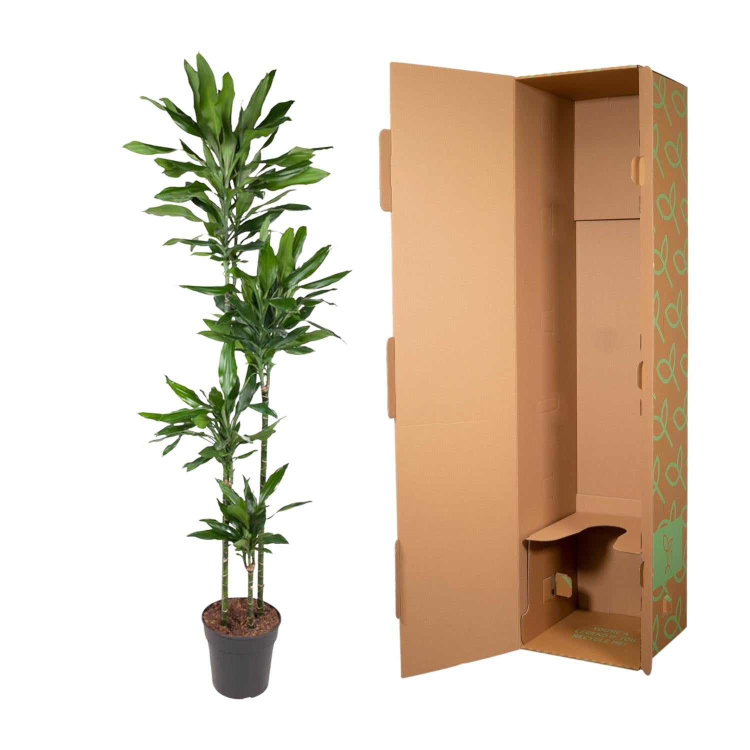 Dracaena Janet Lind Ø 27 H 180 cm 3