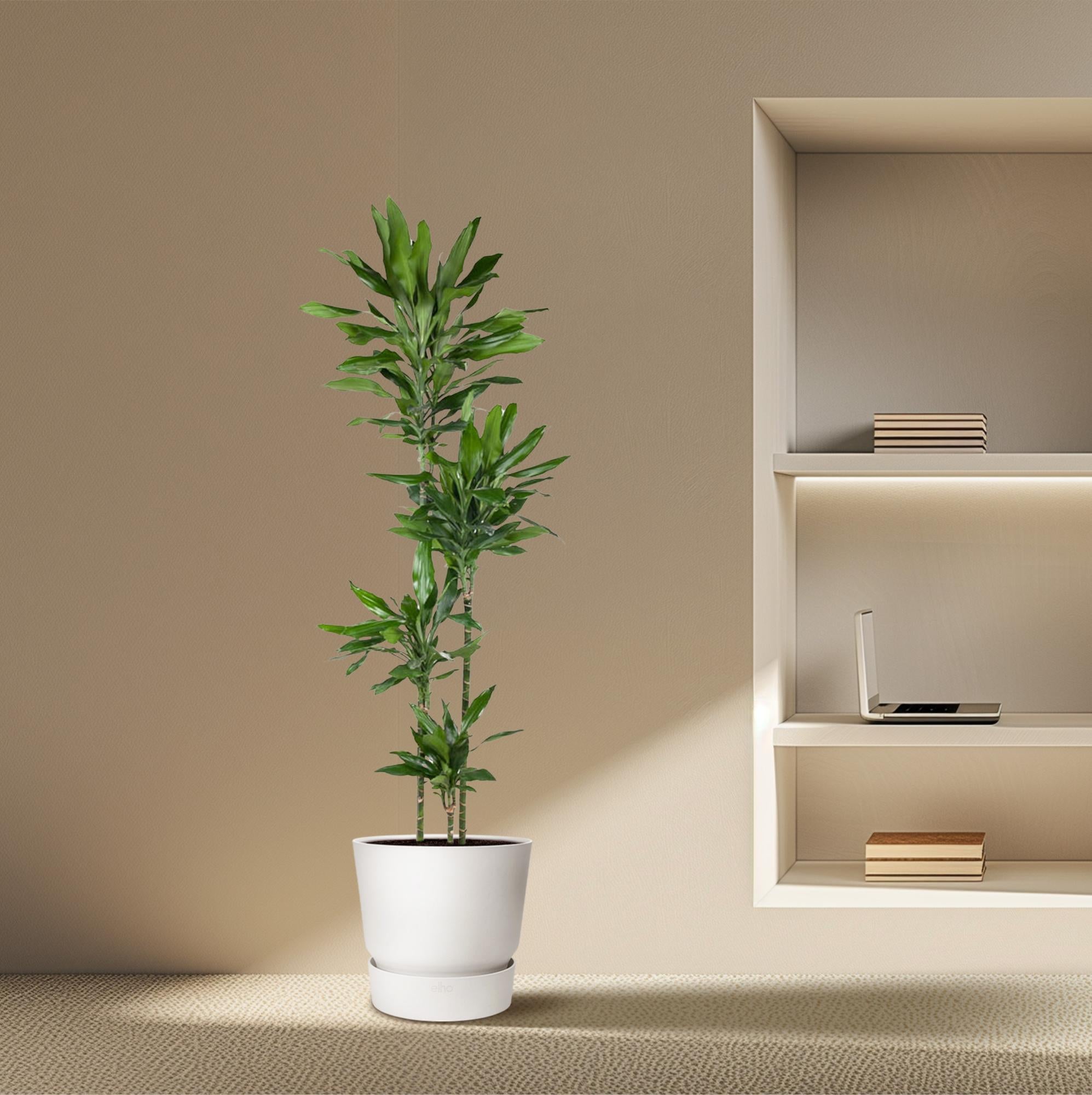Dracaena Janet Lind Ø 27 H 180 cm 4