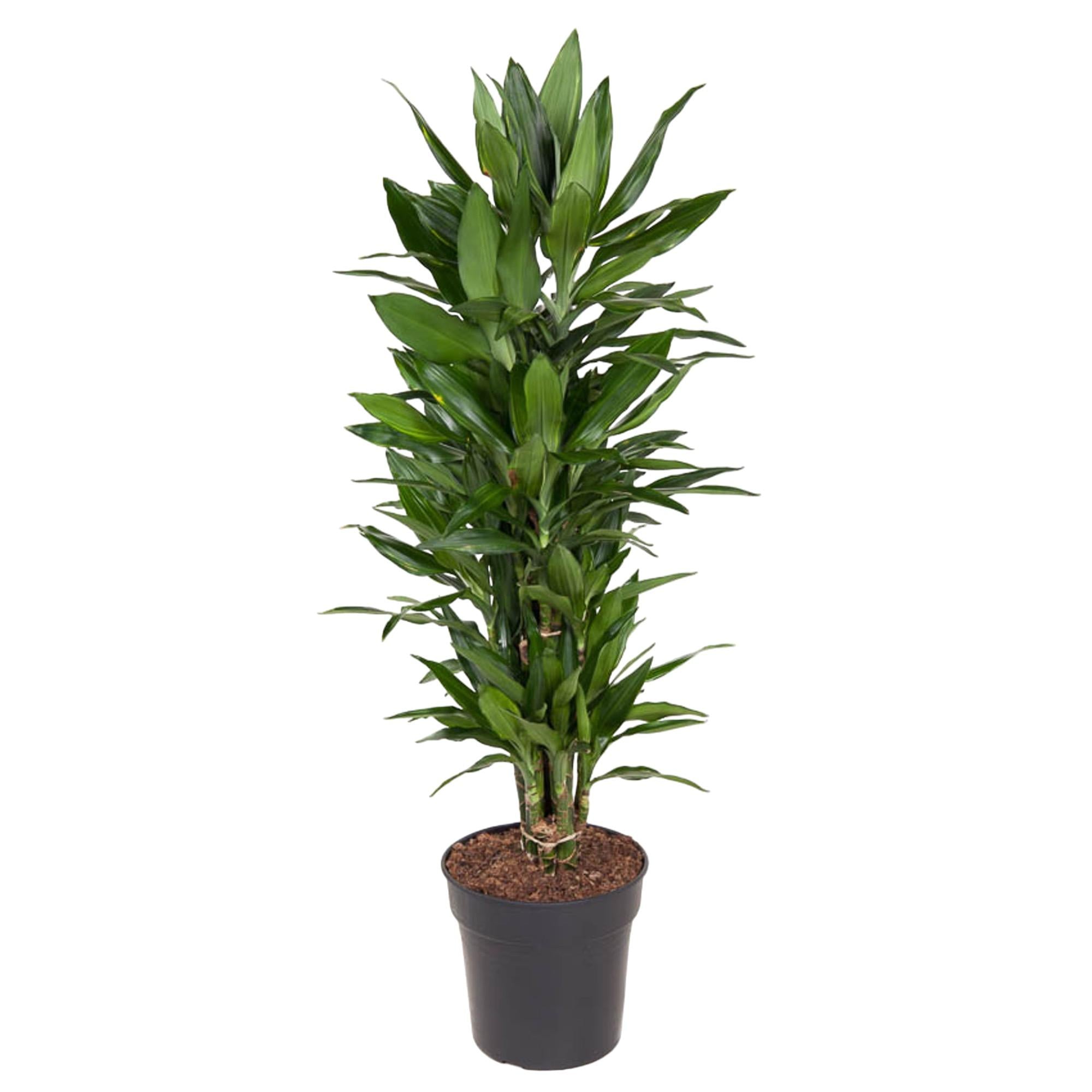 Dracaena Janet Lind (vertakt) Ø 27 H 110 cm