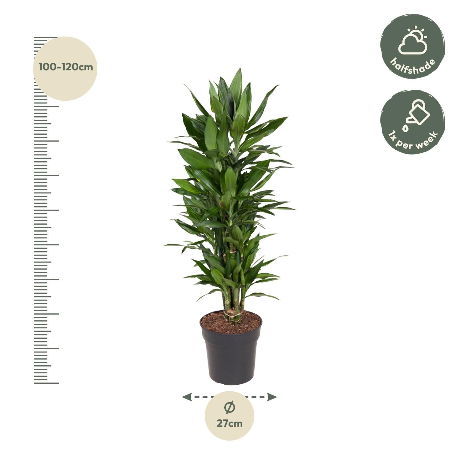 Dracaena Janet Lind (vertakt) Ø 27 H 110 cm 2