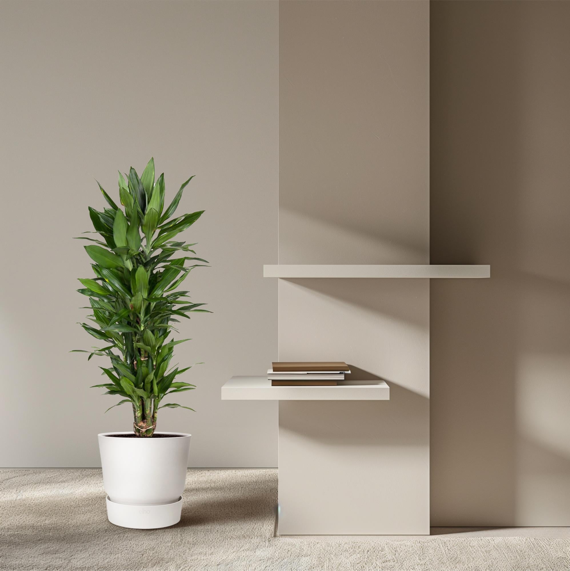 Dracaena Janet Lind (vertakt) Ø 27 H 110 cm 4