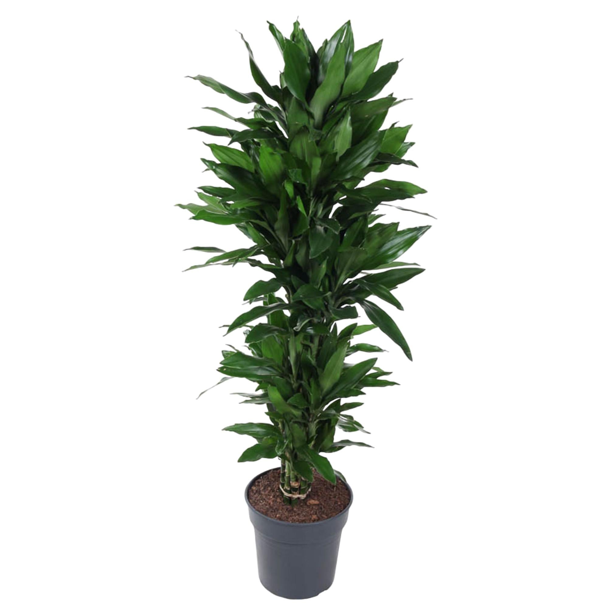 Dracaena Janet Lind (vertakt) Ø 27 H 120 cm