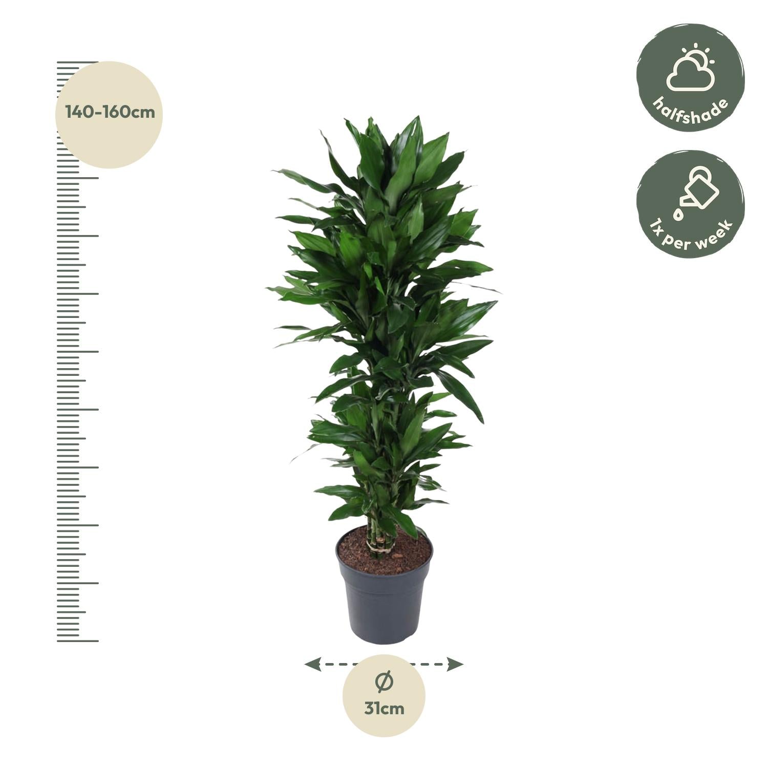 Dracaena Janet Lind (vertakt) Ø 27 H 120 cm 2