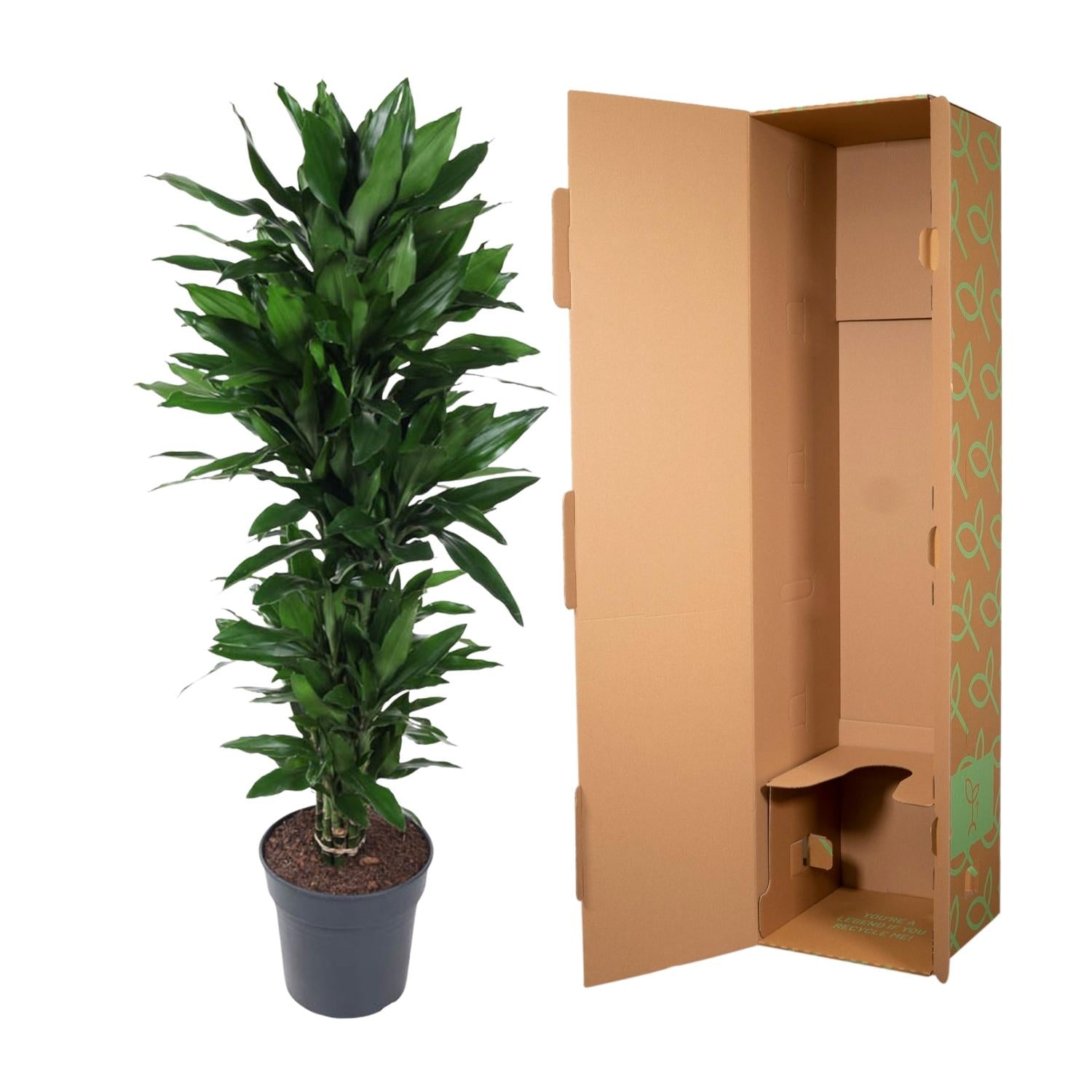 Dracaena Janet Lind (vertakt) Ø 27 H 120 cm 3