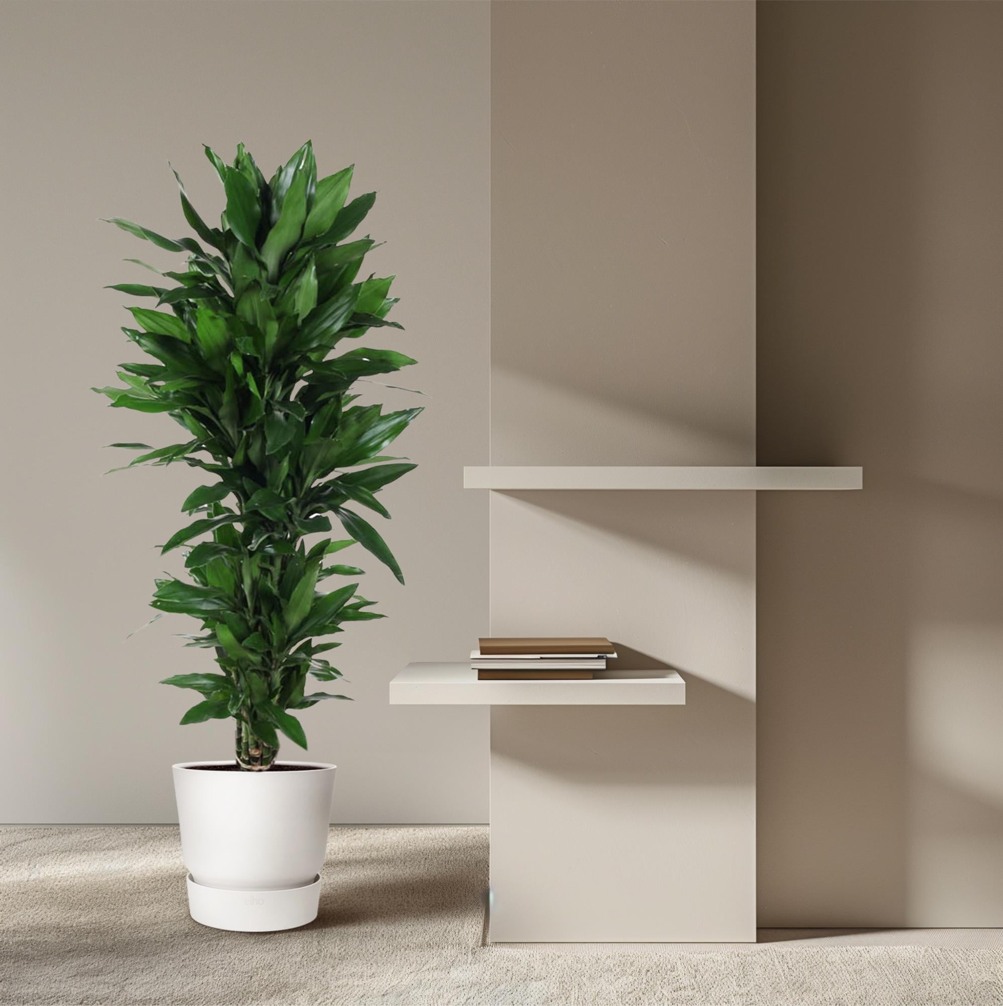 Dracaena Janet Lind (vertakt) Ø 27 H 120 cm 4