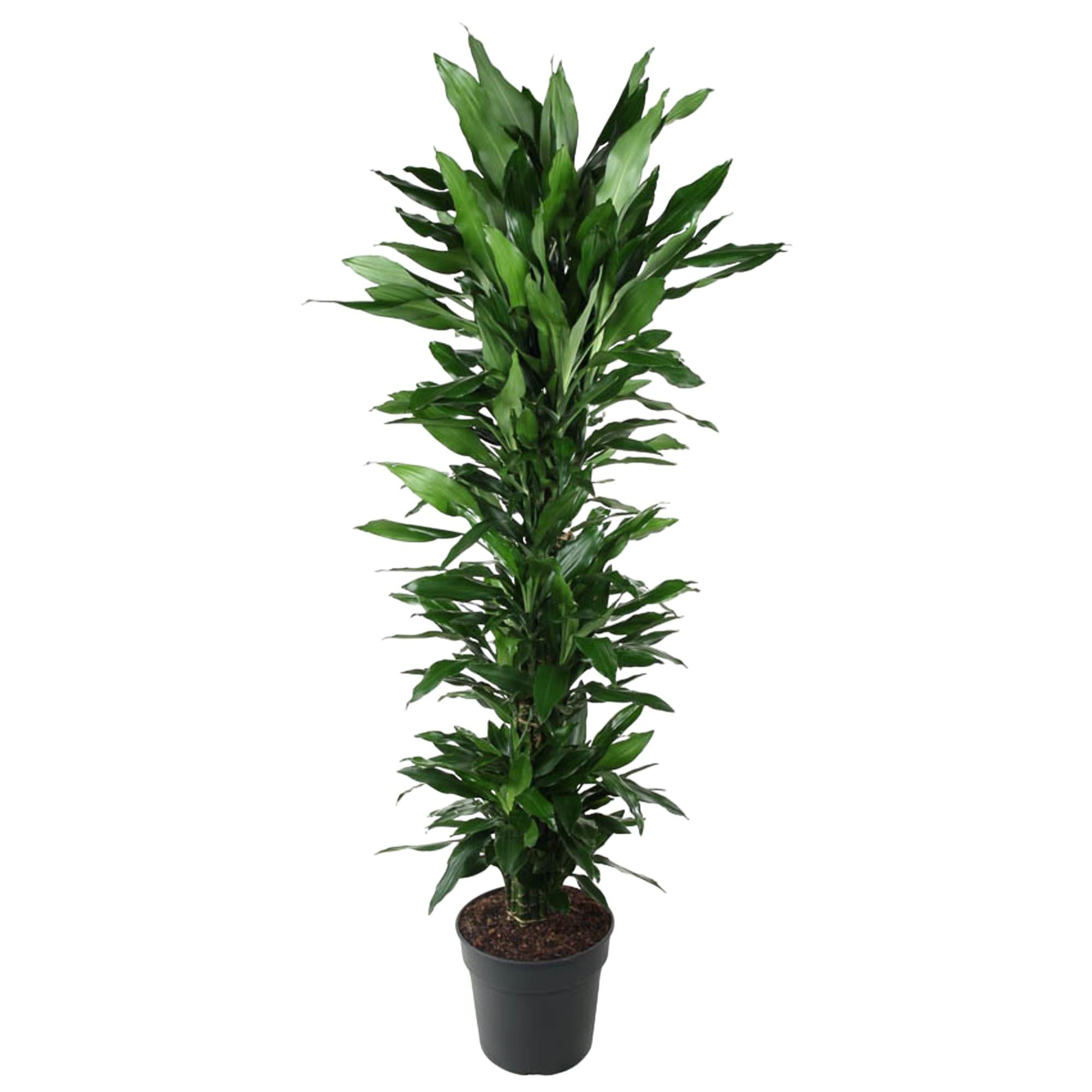 Dracaena Janet Lind (vertakt) Ø 34 H 170 cm