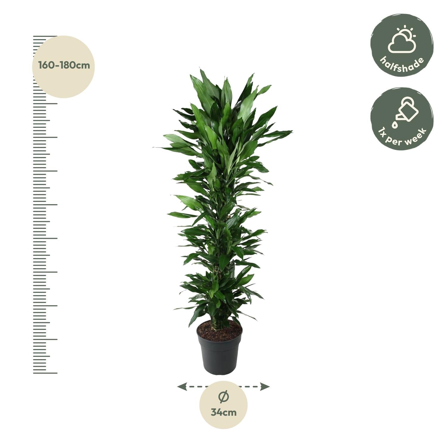 Dracaena Janet Lind (vertakt) Ø 34 H 170 cm 2