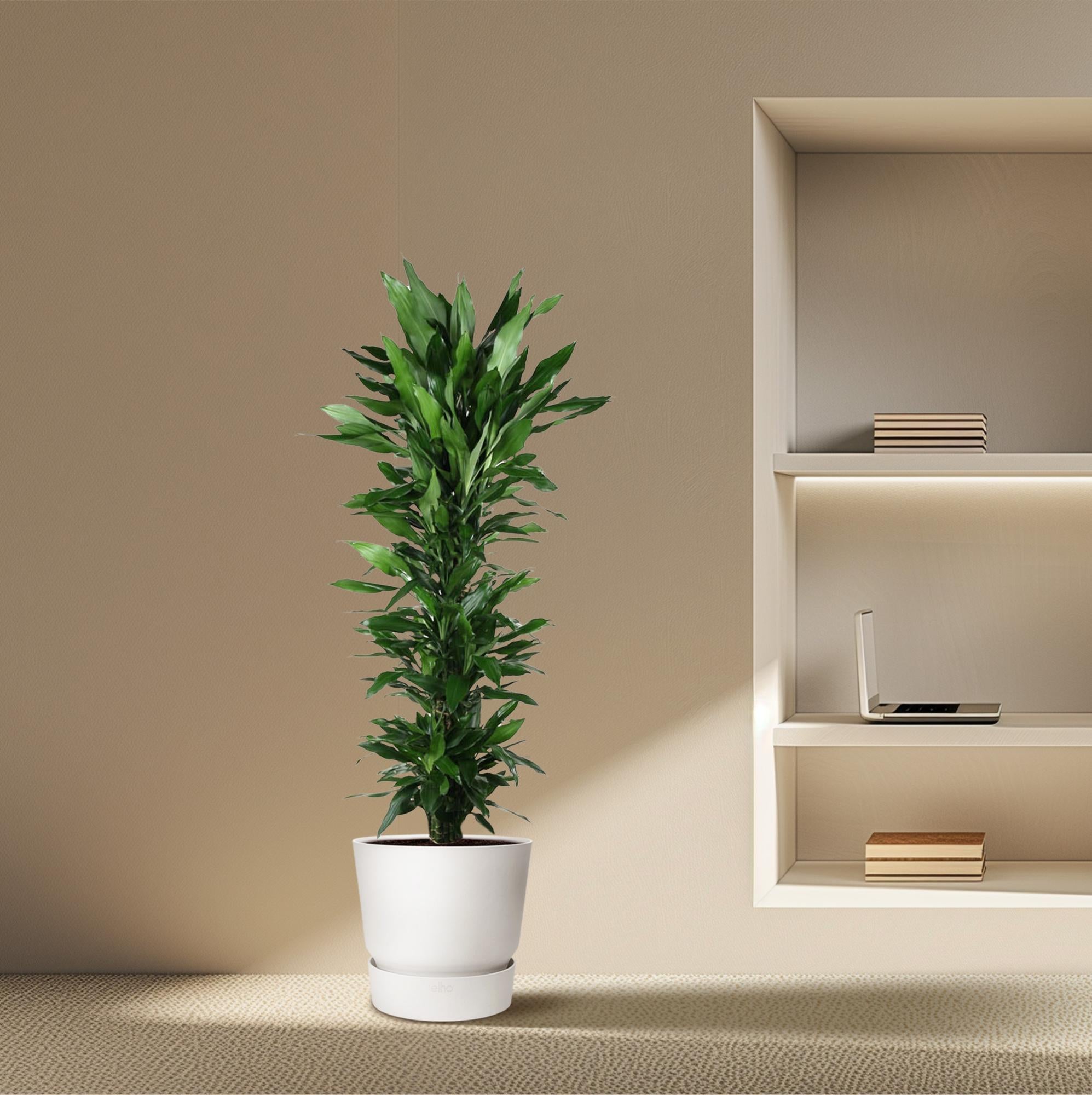Dracaena Janet Lind (vertakt) Ø 34 H 170 cm 4