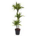 Dracaena Lemon Lime Ø 24 H 130 cm