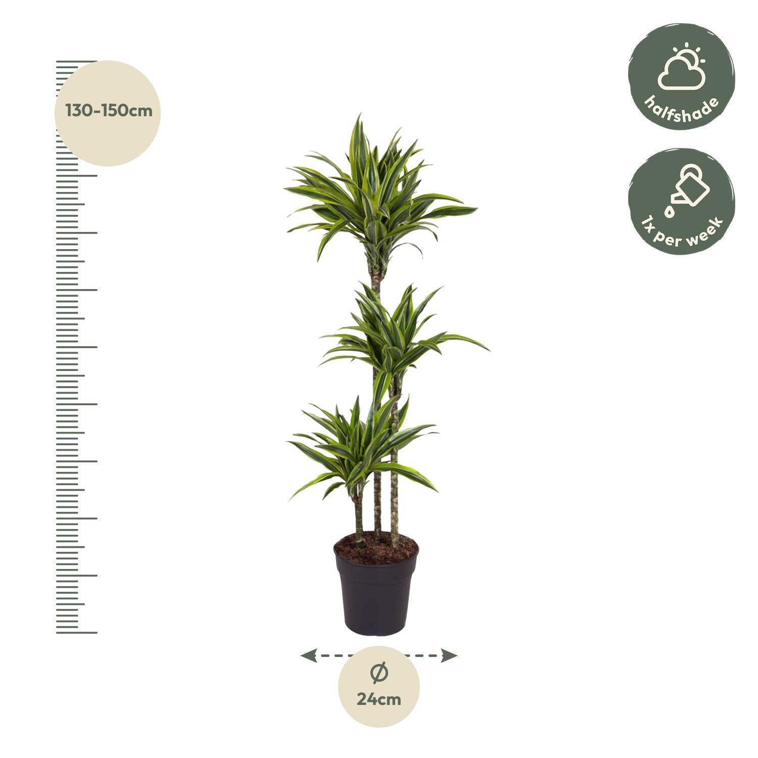 Dracaena Lemon Lime Ø 24 H 130 cm 2
