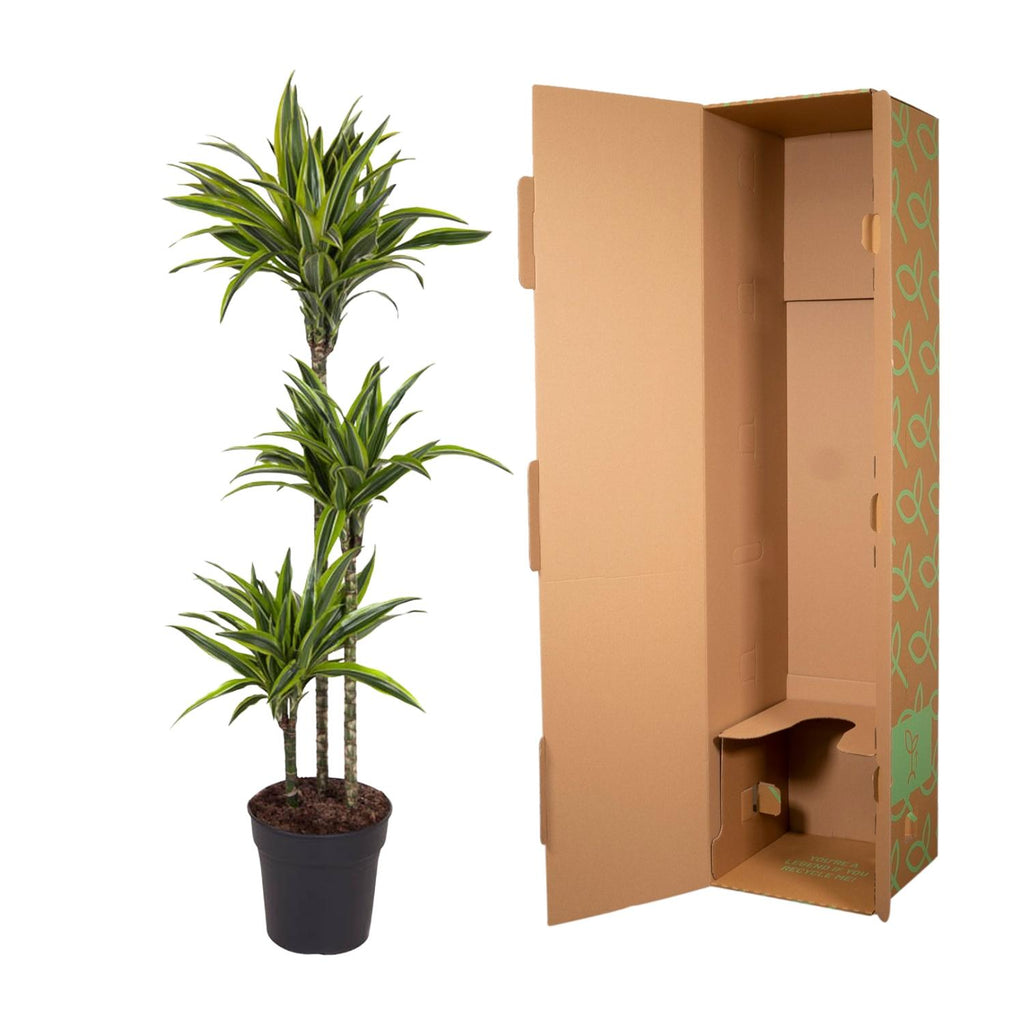 Dracaena Lemon Lime Ø 24 H 130 cm 3