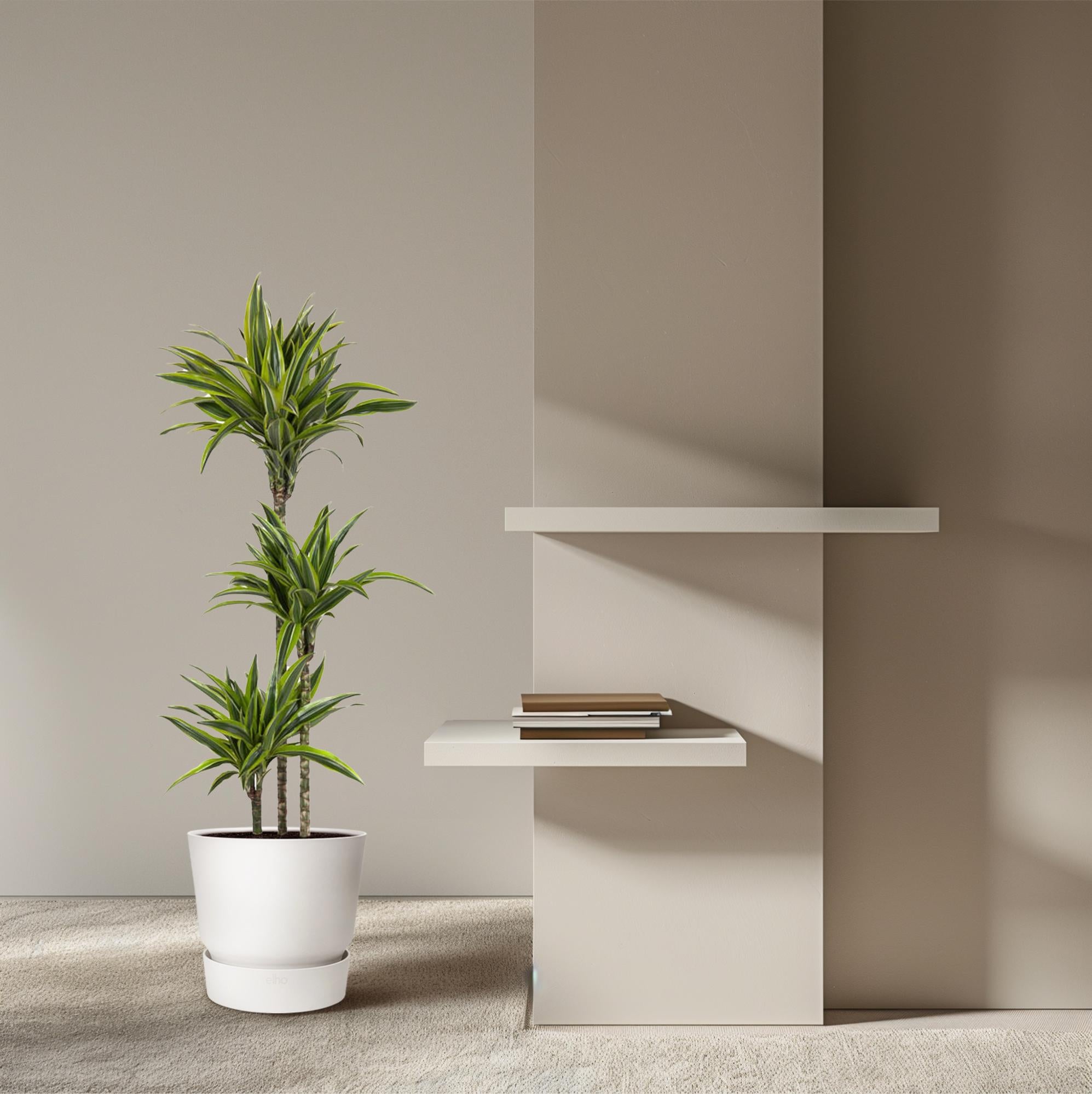 Dracaena Lemon Lime Ø 24 H 130 cm 4