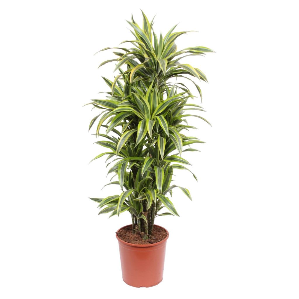 Dracaena Lemon Lime Ø 30 H 150 cm