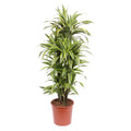 Dracaena Lemon Lime Ø 30 H 150 cm