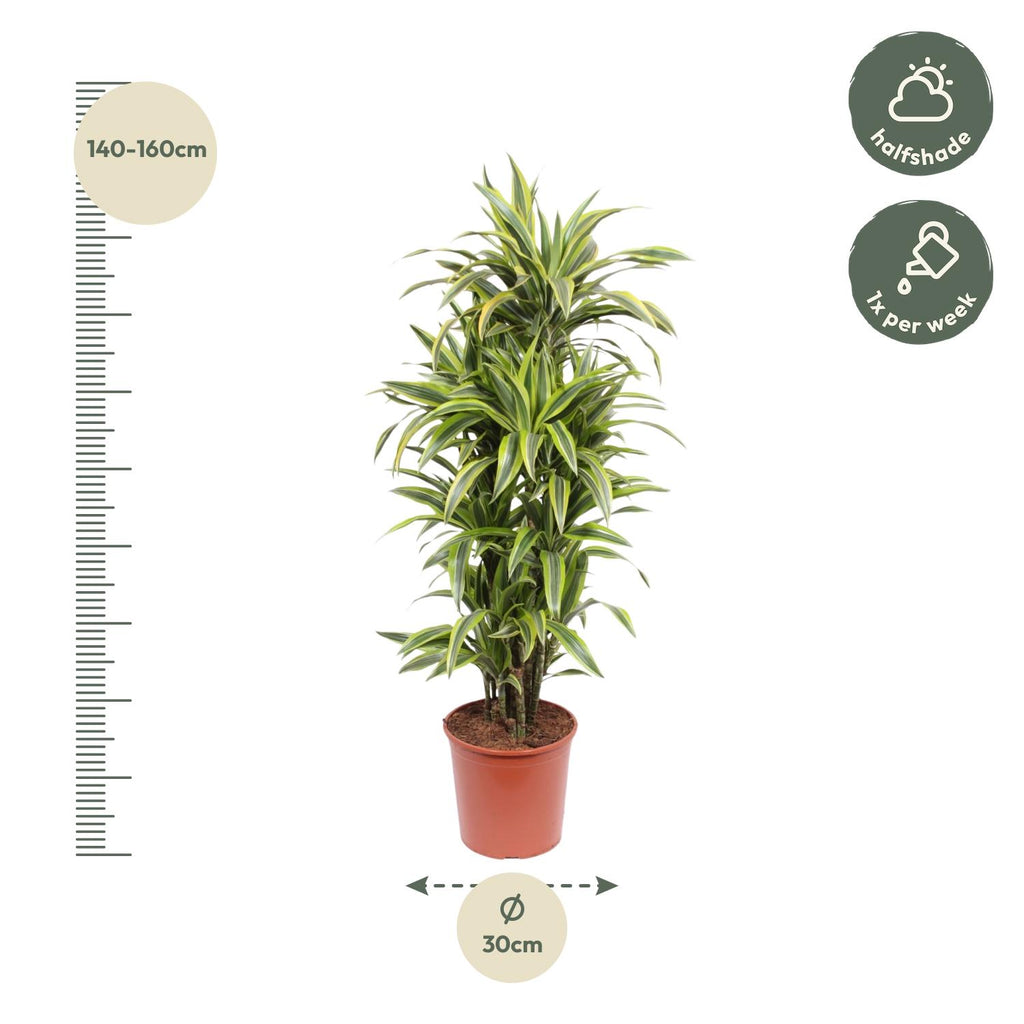 Dracaena Lemon Lime Ø 30 H 150 cm 2