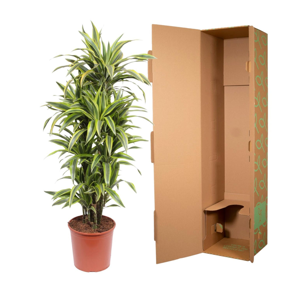 Dracaena Lemon Lime Ø 30 H 150 cm 3