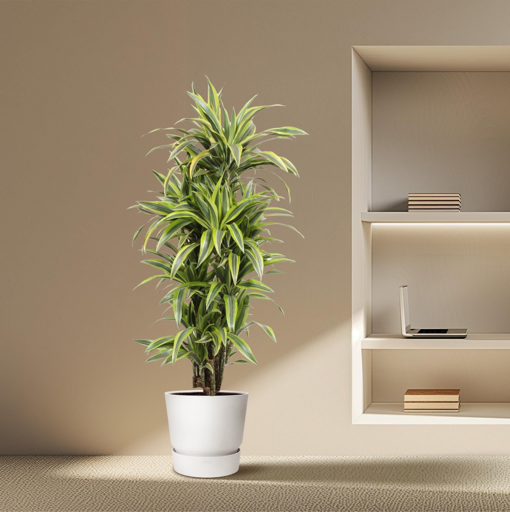 Dracaena Lemon Lime Ø 30 H 150 cm 4