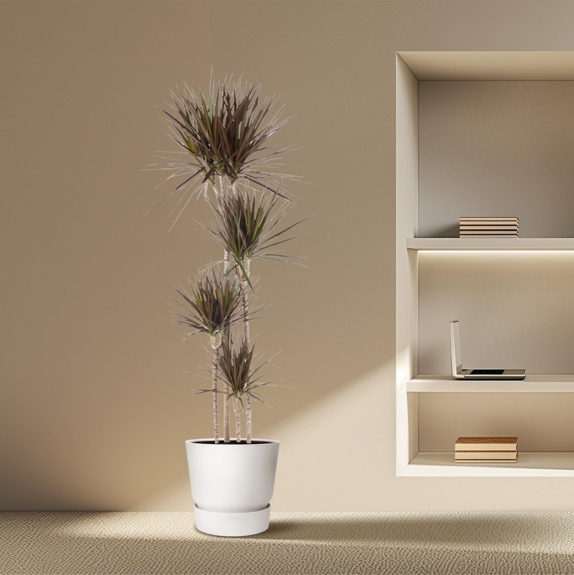 Dracaena Magenta Ø 27 H 180 cm 4