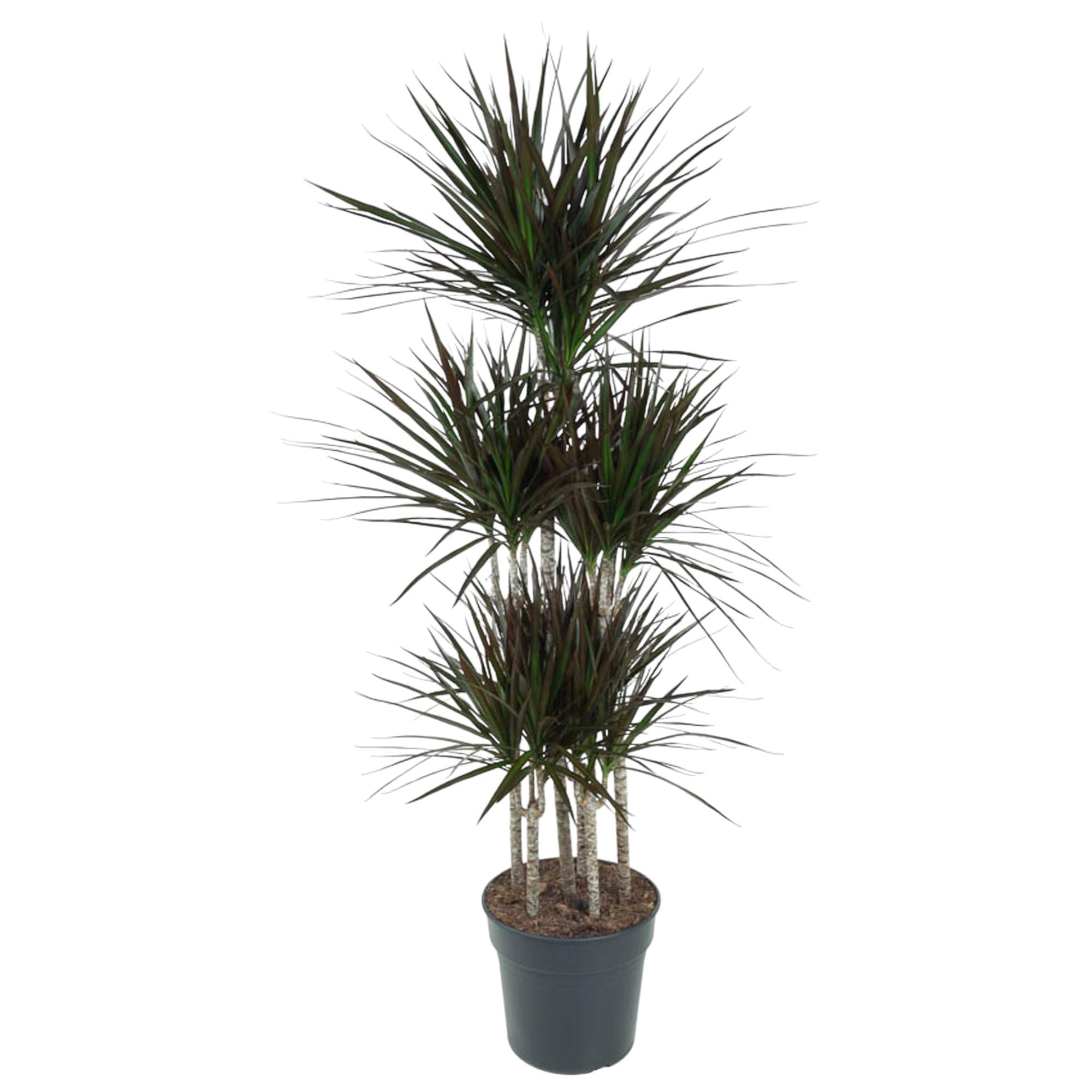 Dracaena Magenta Carrousel Ø 31 H 150 cm