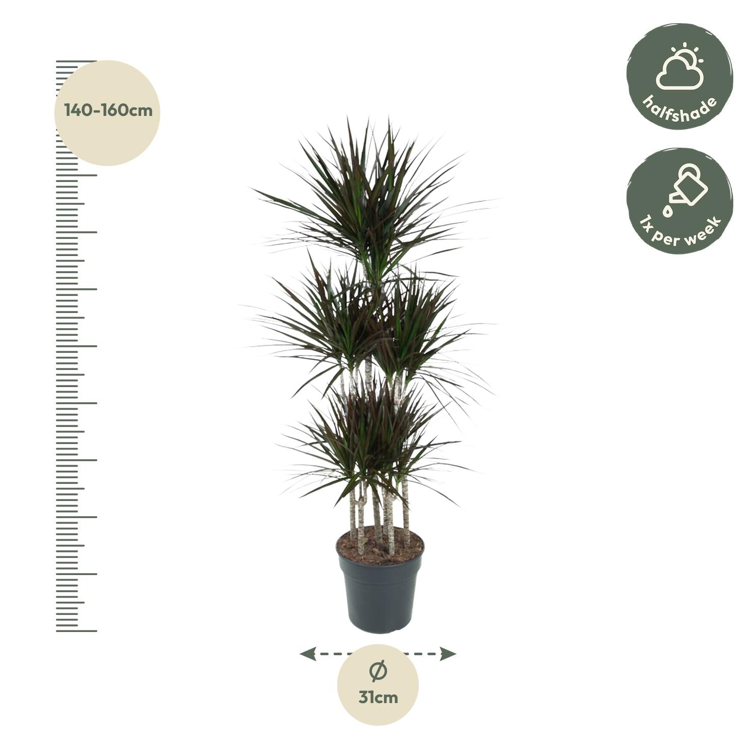 Dracaena Magenta Carrousel Ø 31 H 150 cm 2