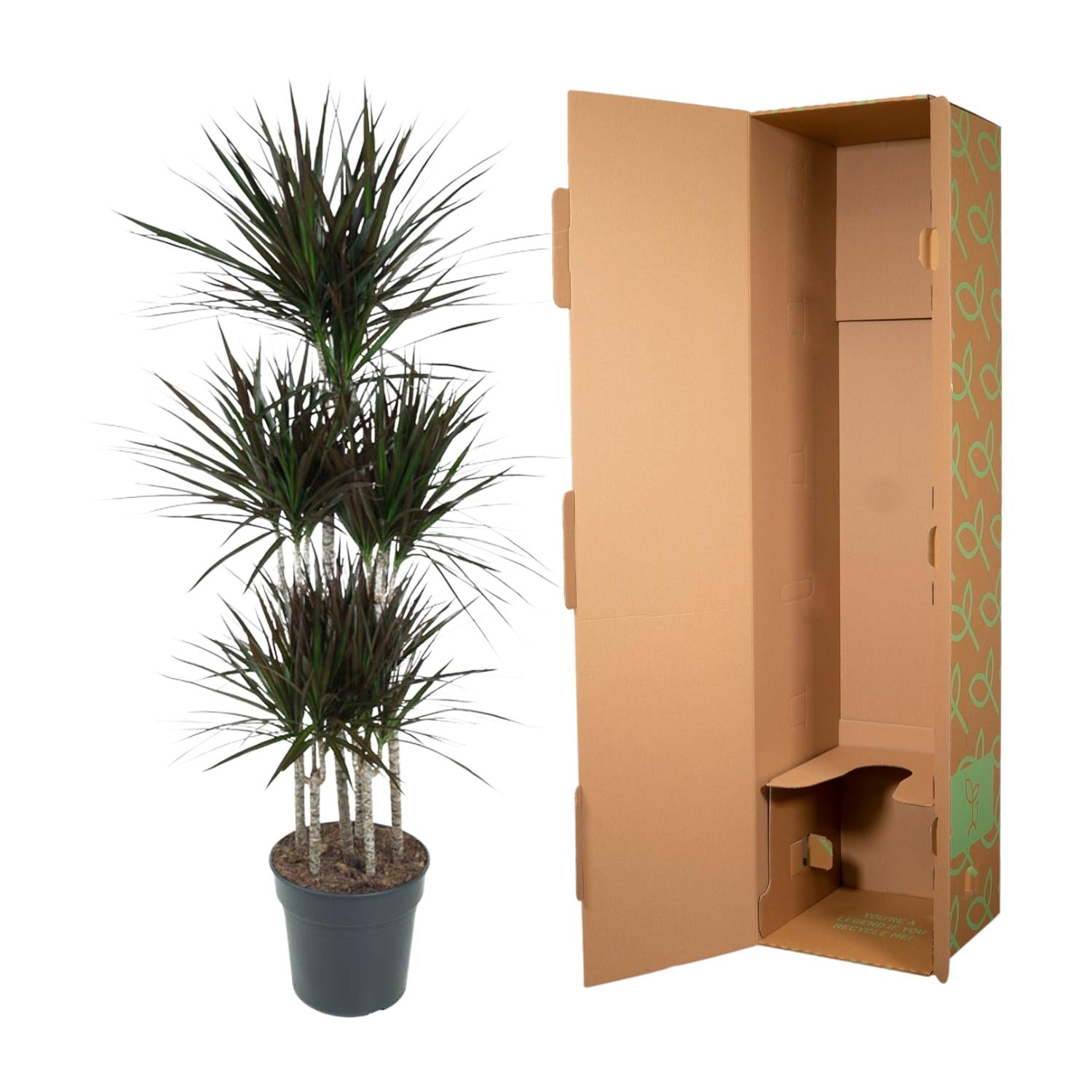 Dracaena Magenta Carrousel Ø 31 H 150 cm 3